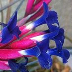 Metabolites 12 00628 i004 Metabolites 12 00628 i004