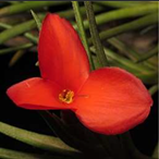 Metabolites 12 00628 i005 Metabolites 12 00628 i005