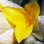 Metabolites 12 00628 i006 Metabolites 12 00628 i006