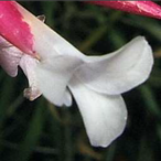 Metabolites 12 00628 i008 Metabolites 12 00628 i008