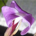 Metabolites 12 00628 i009 Metabolites 12 00628 i009