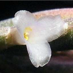 Metabolites 12 00628 i012 Metabolites 12 00628 i012