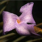 Metabolites 12 00628 i013 Metabolites 12 00628 i013