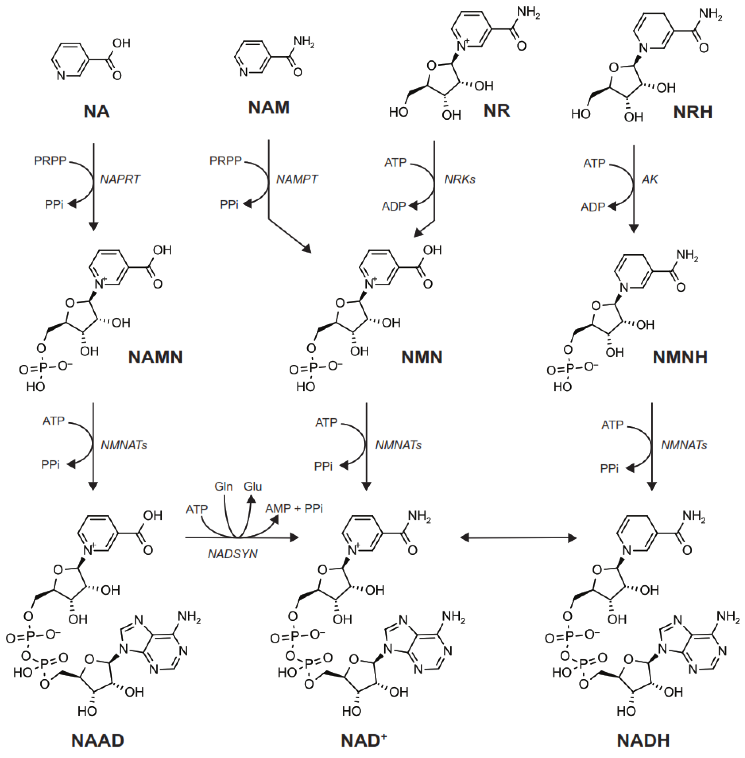 Metabolites 12 00630 g003