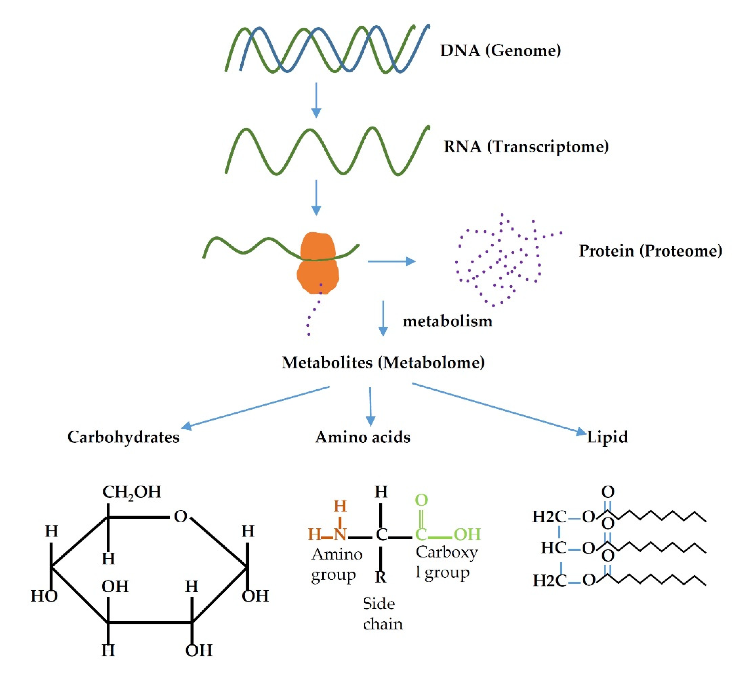 Metabolites 12 00643 g001