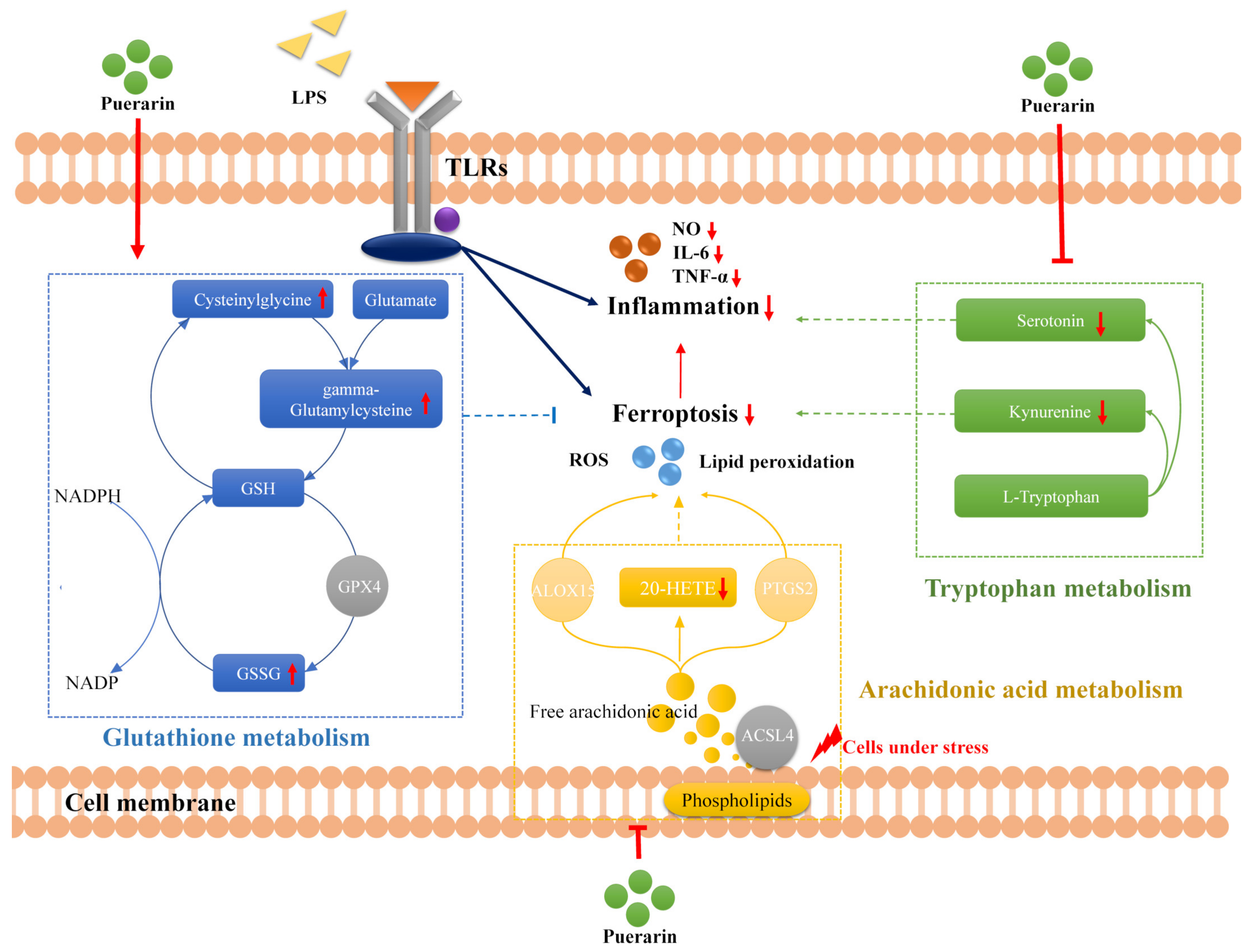 Metabolites 12 00653 g006
