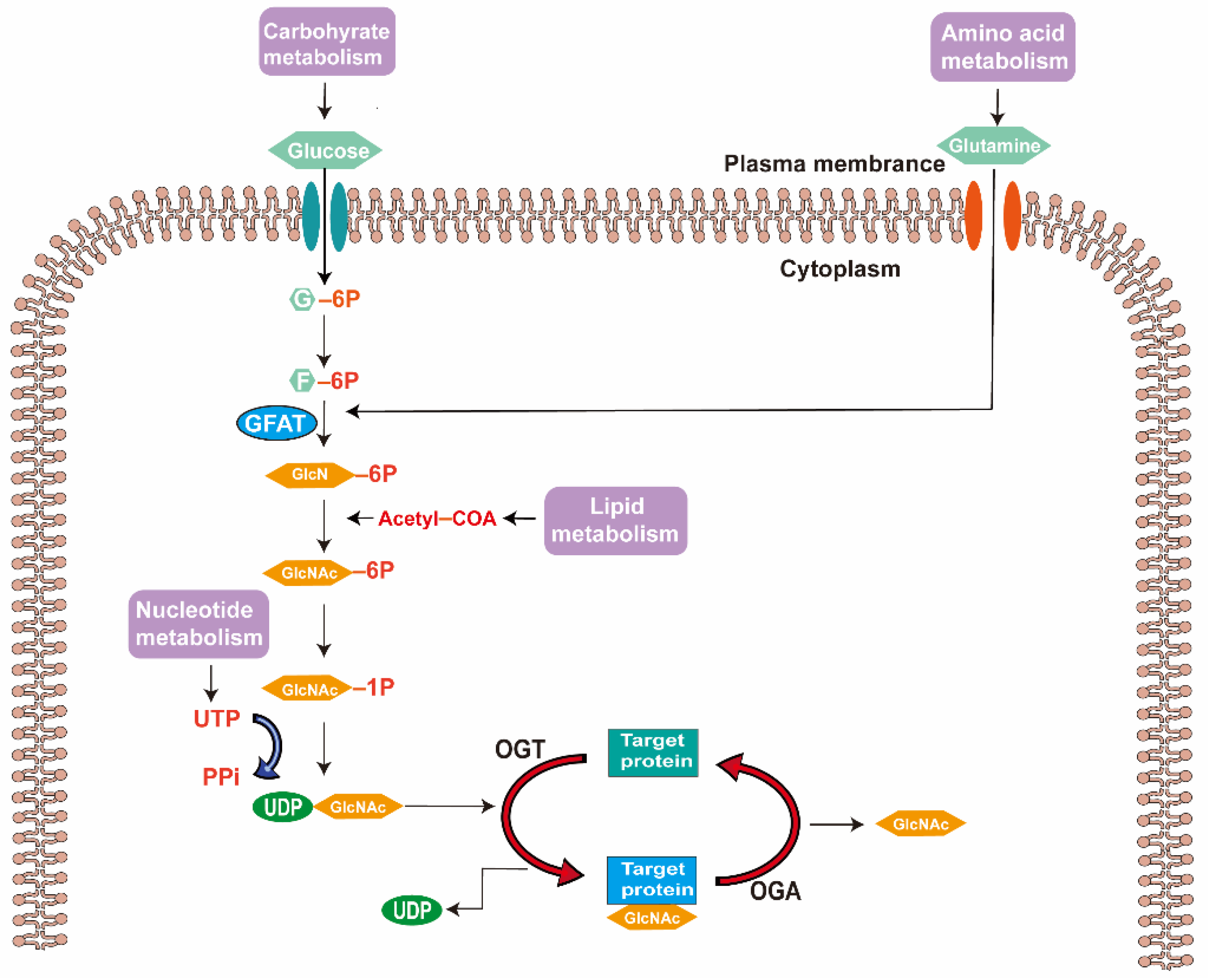Metabolites 12 00725 g001