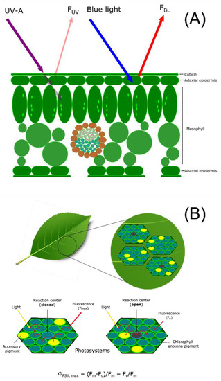 Metabolites 12 00767 g001 550