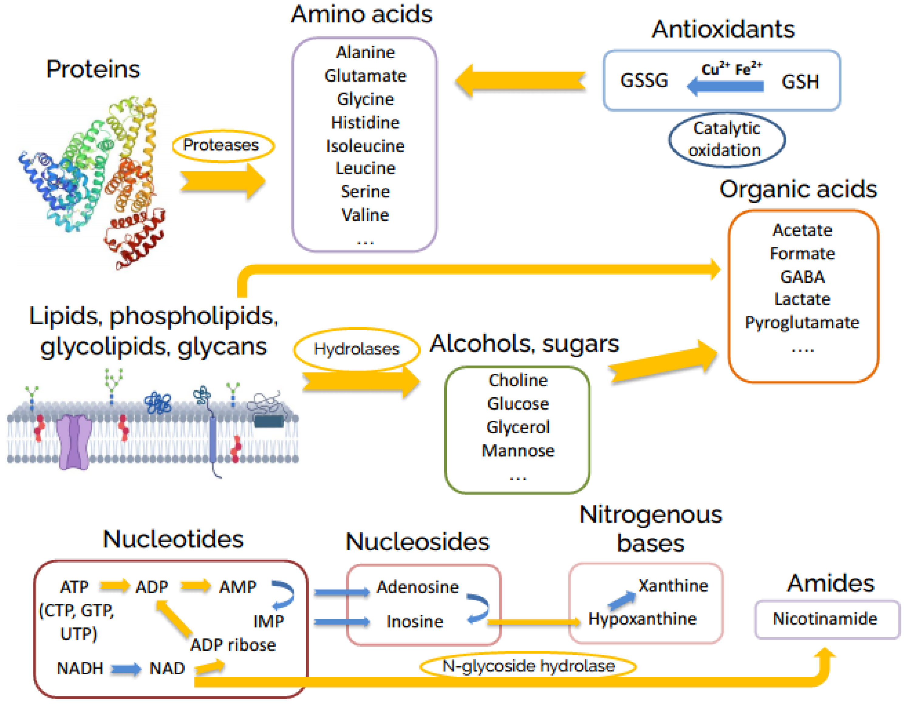 Metabolites 12 00811 g003