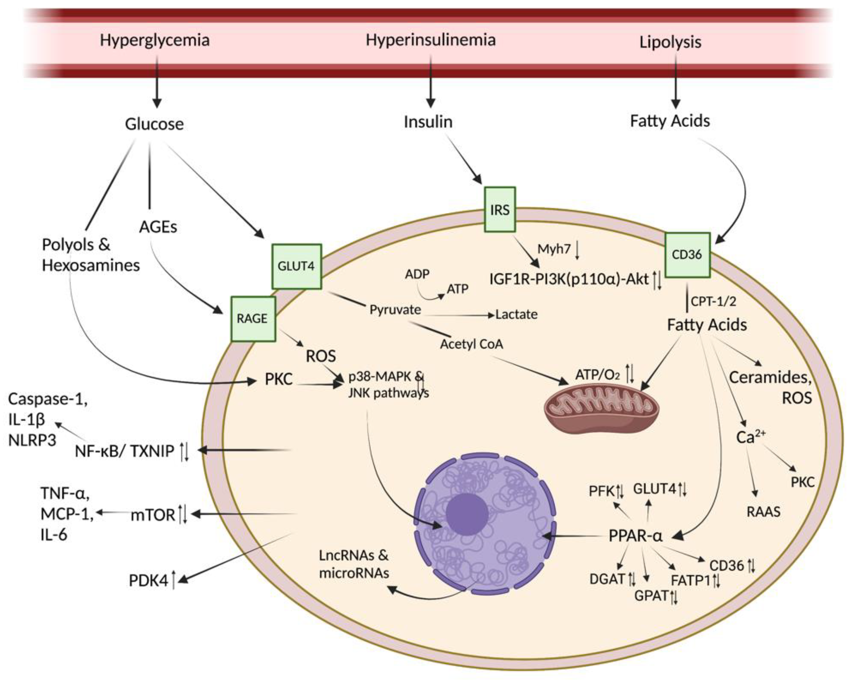 Metabolites 12 00832 g001 Metabolites 12 00832 g001