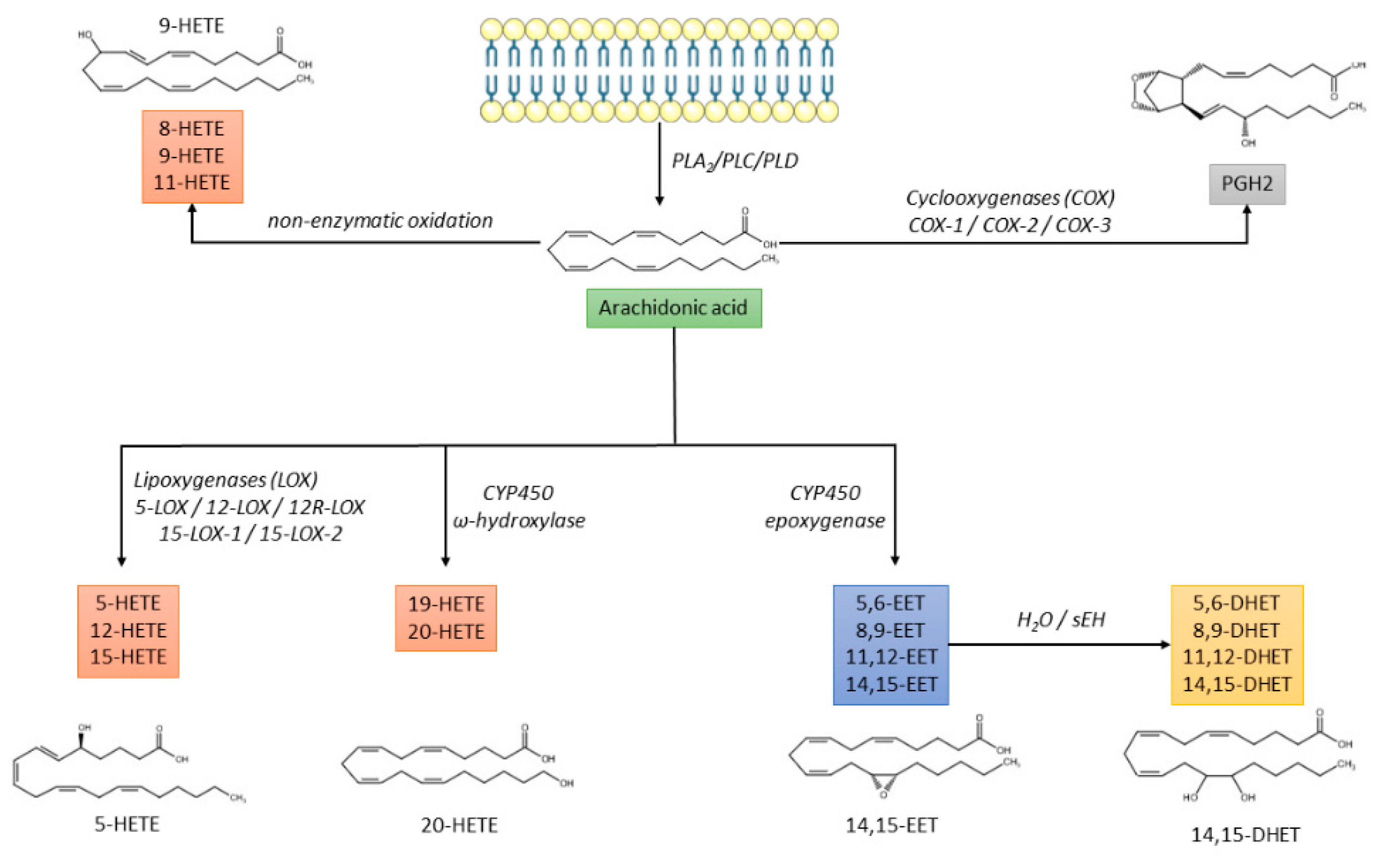 Metabolites 12 00859 g001