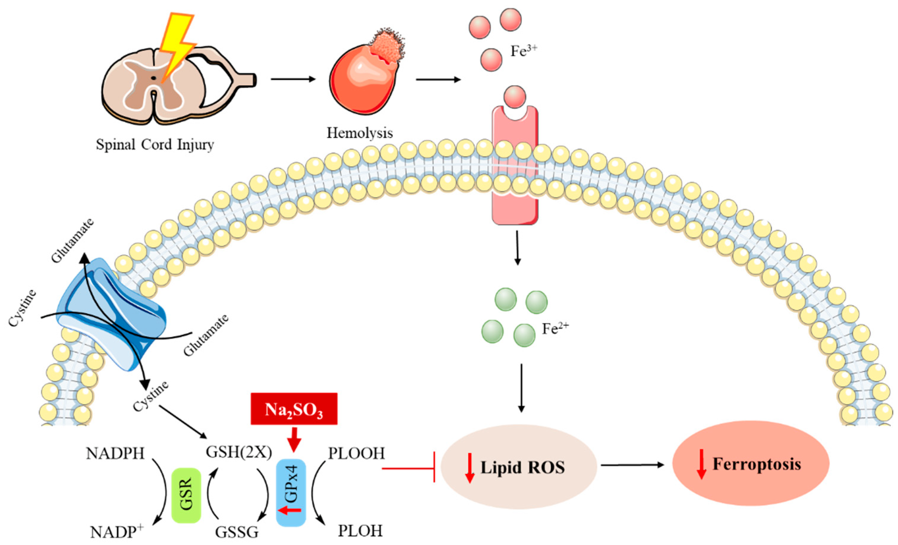 Metabolites 12 00874 g003