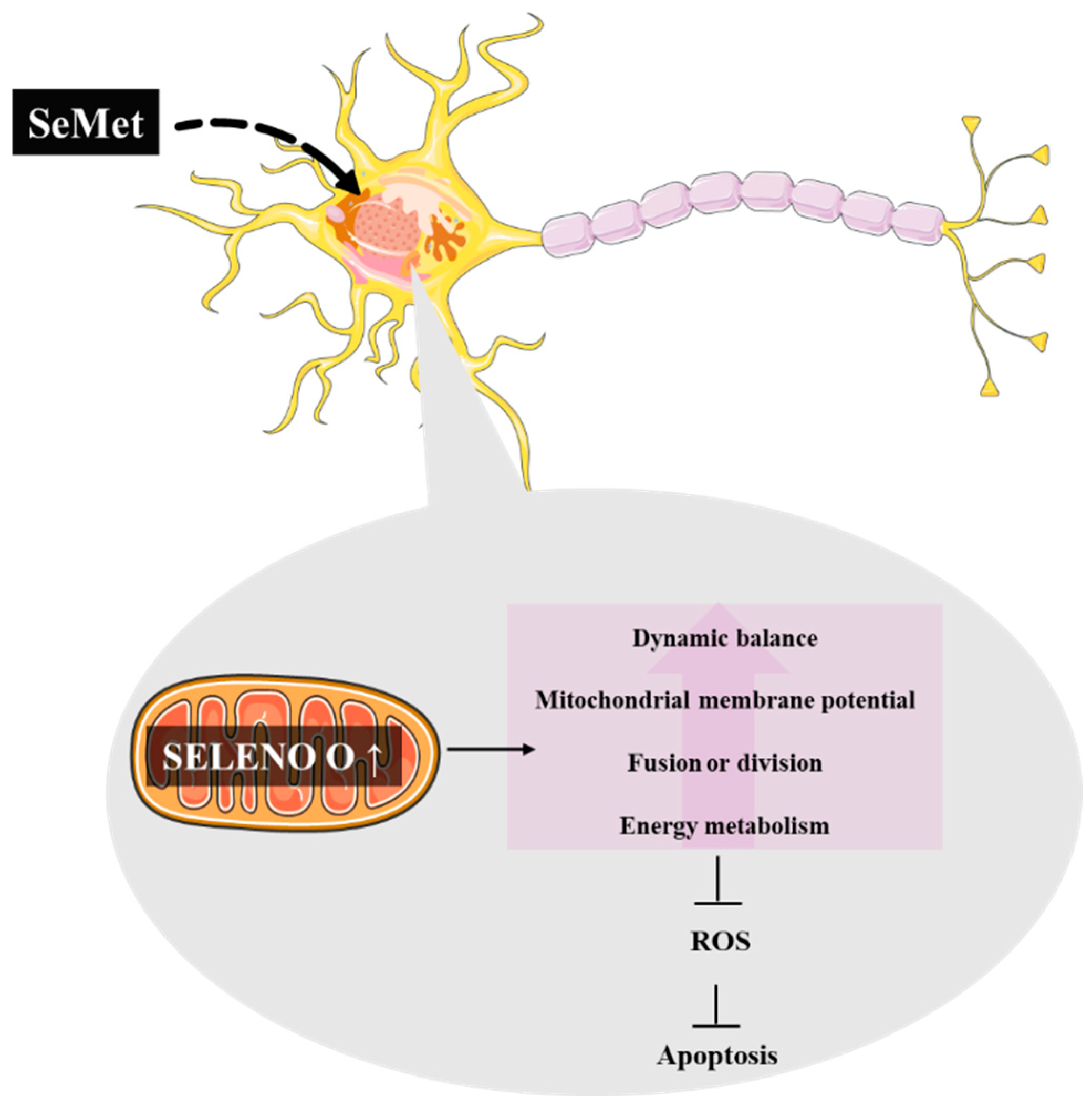 Metabolites 12 00874 g004