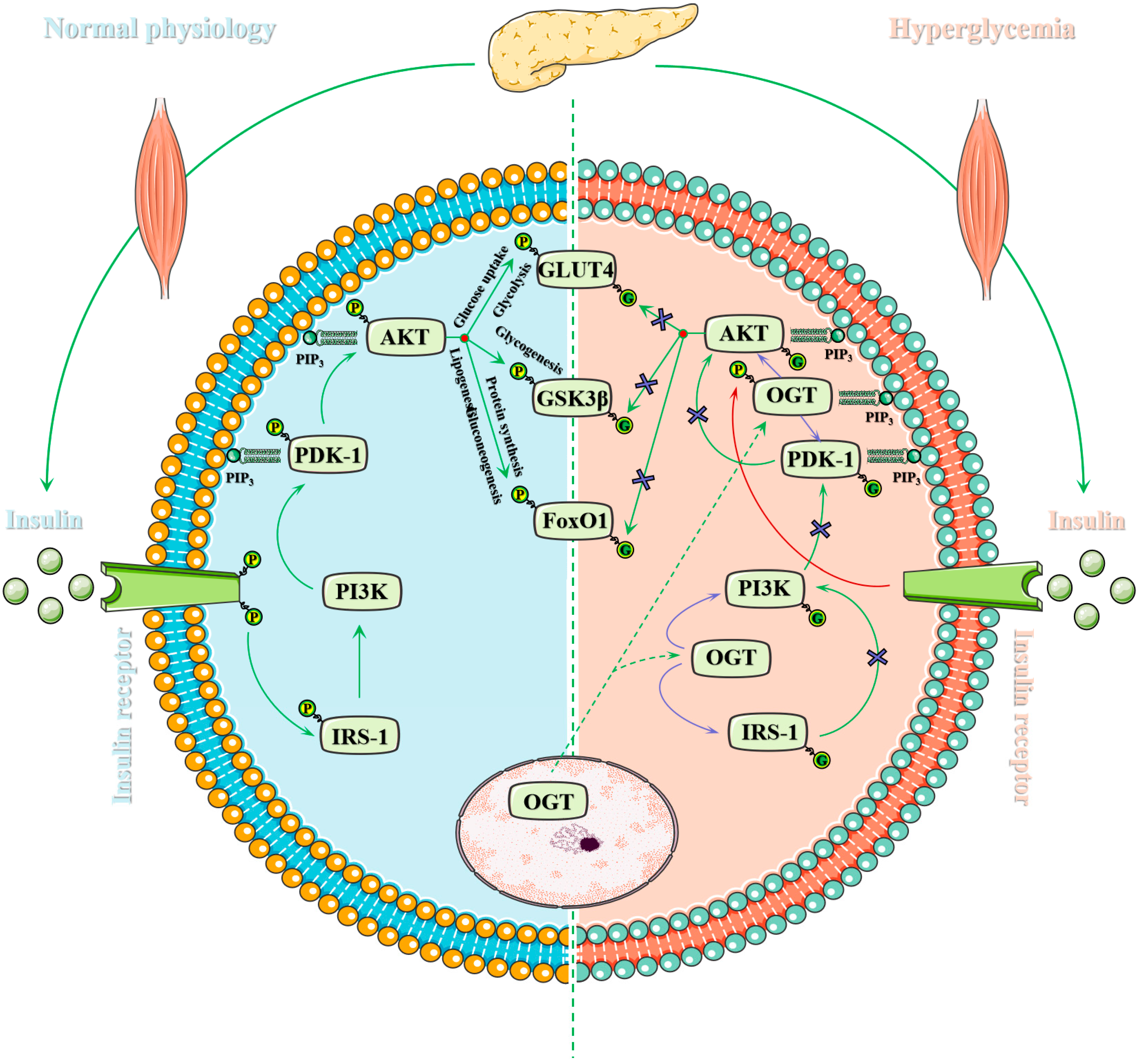 Metabolites 12 00888 g003