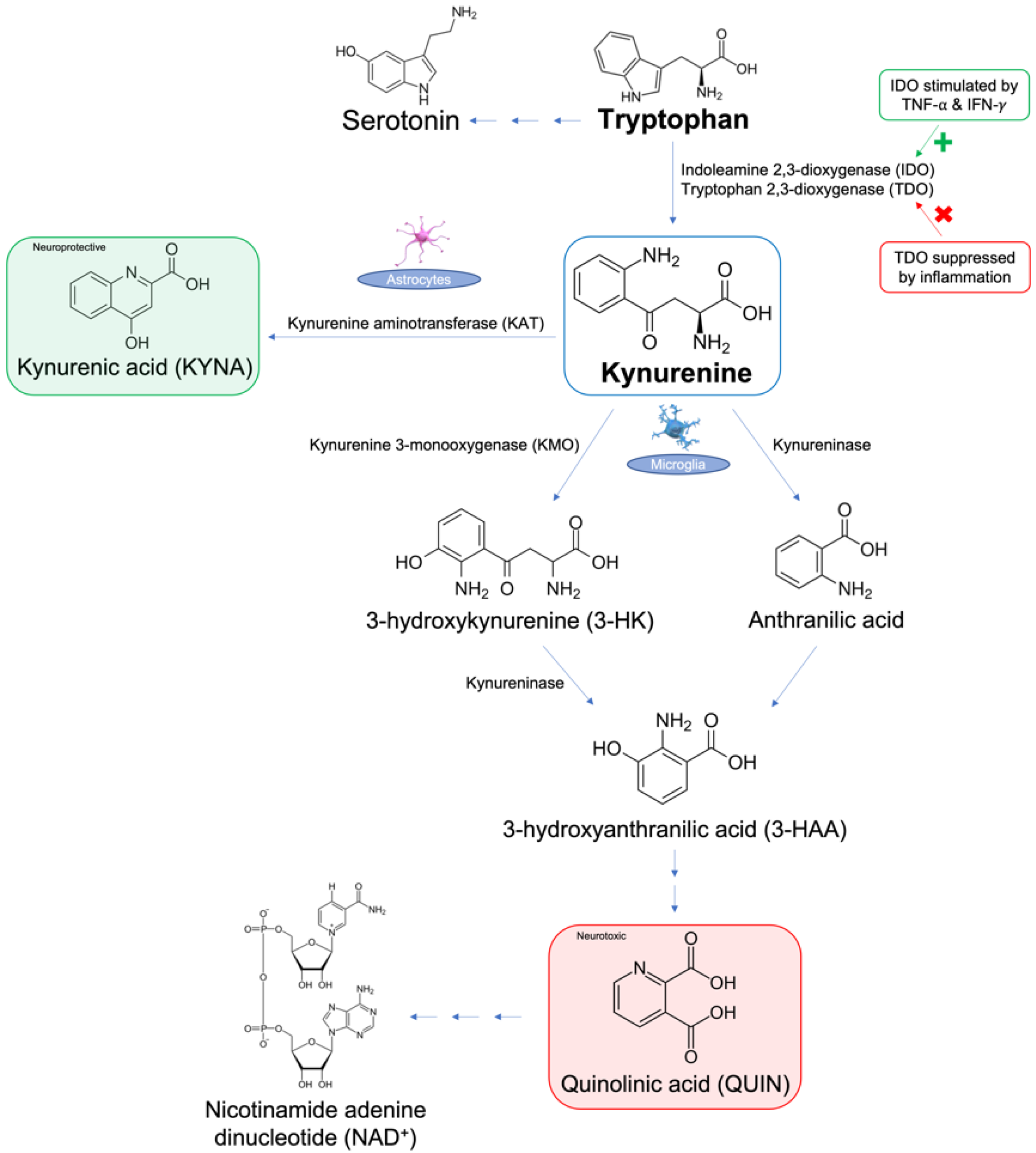 Metabolites 12 00950 g001
