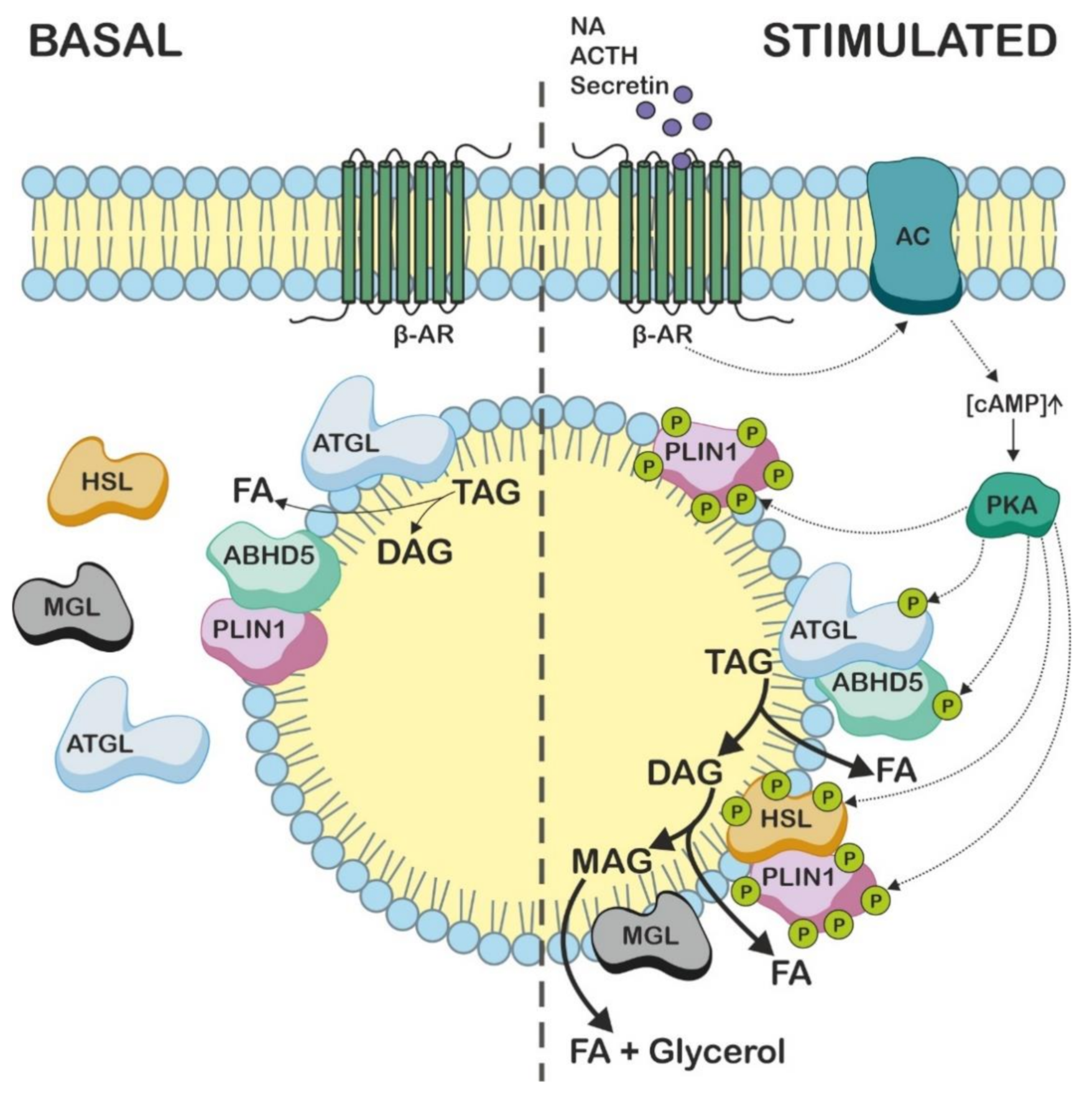 Metabolites 12 01015 g005