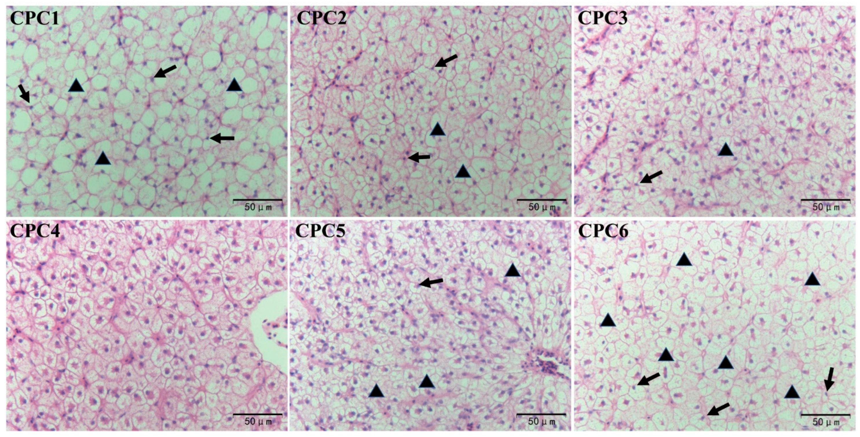 Metabolites 12 01046 g003