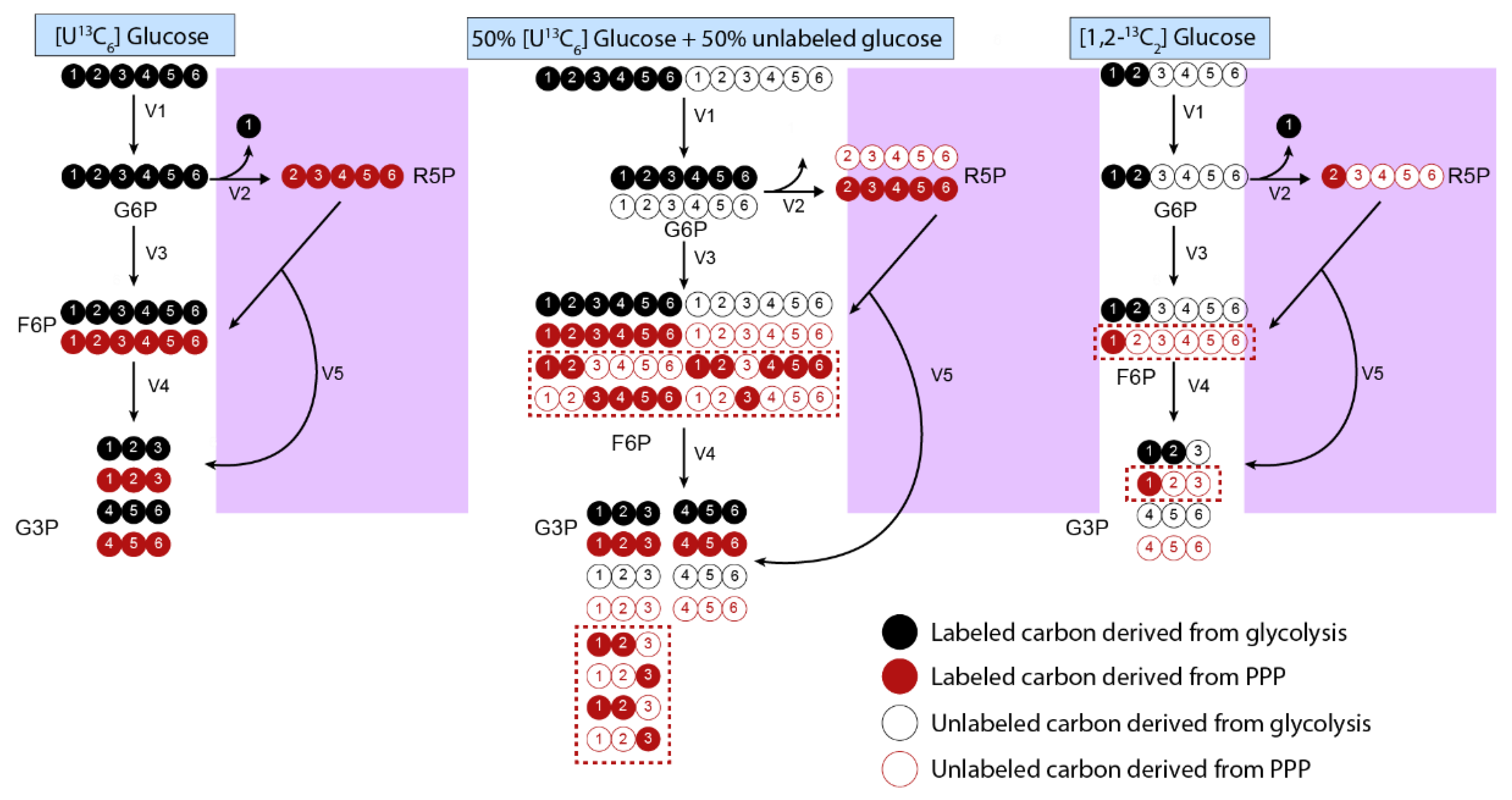 Metabolites 12 01066 g004