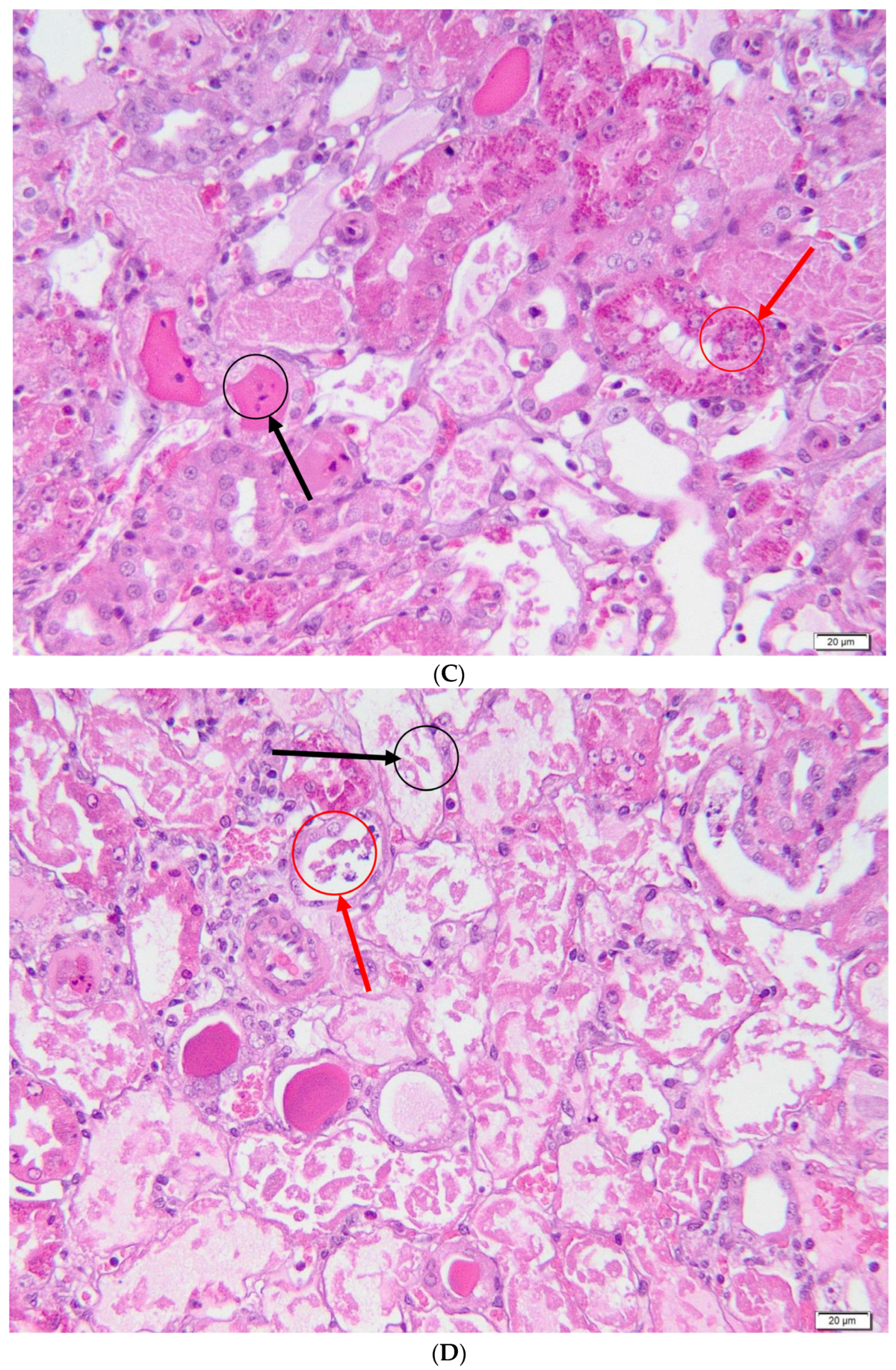 Metabolites 13 00049 g005b