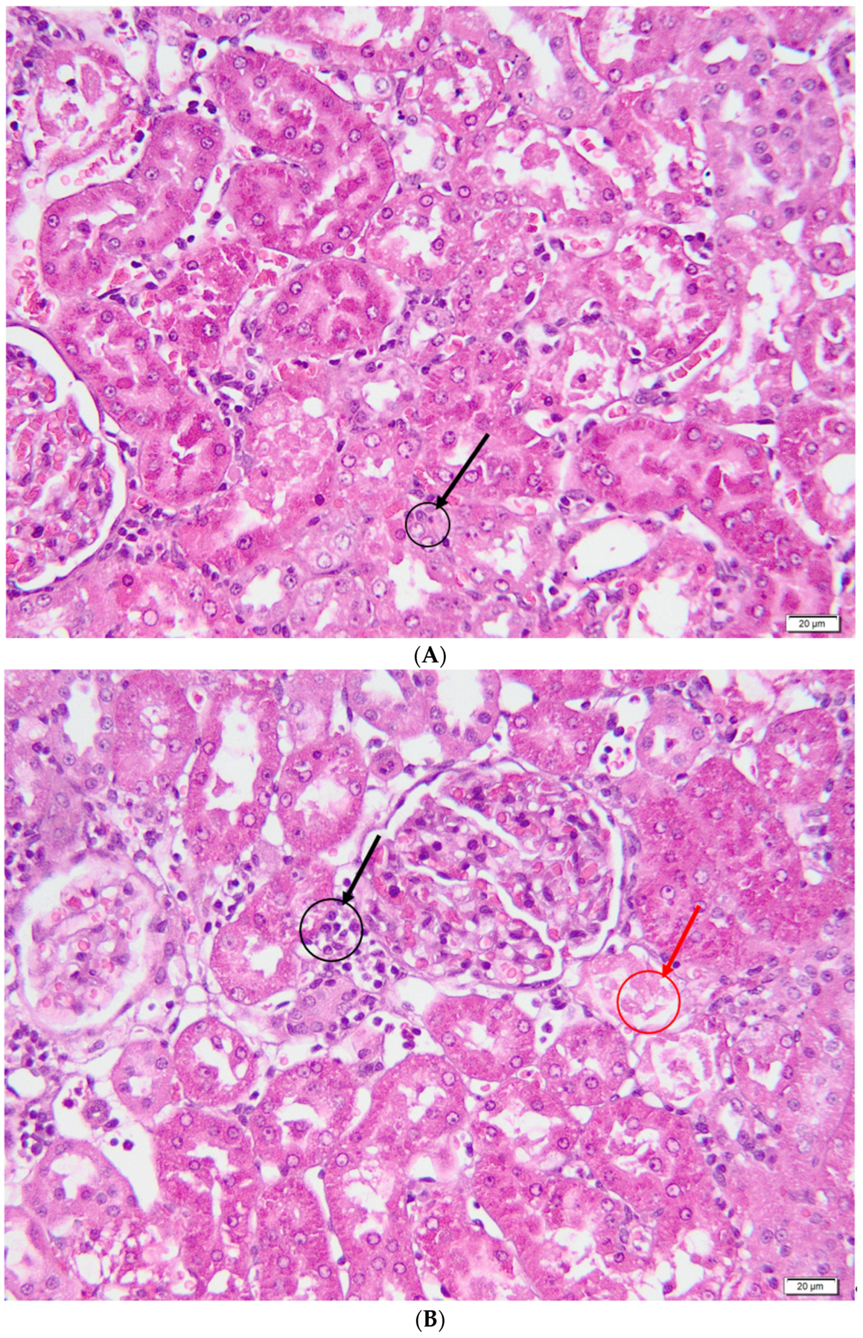 Metabolites 13 00049 g006a