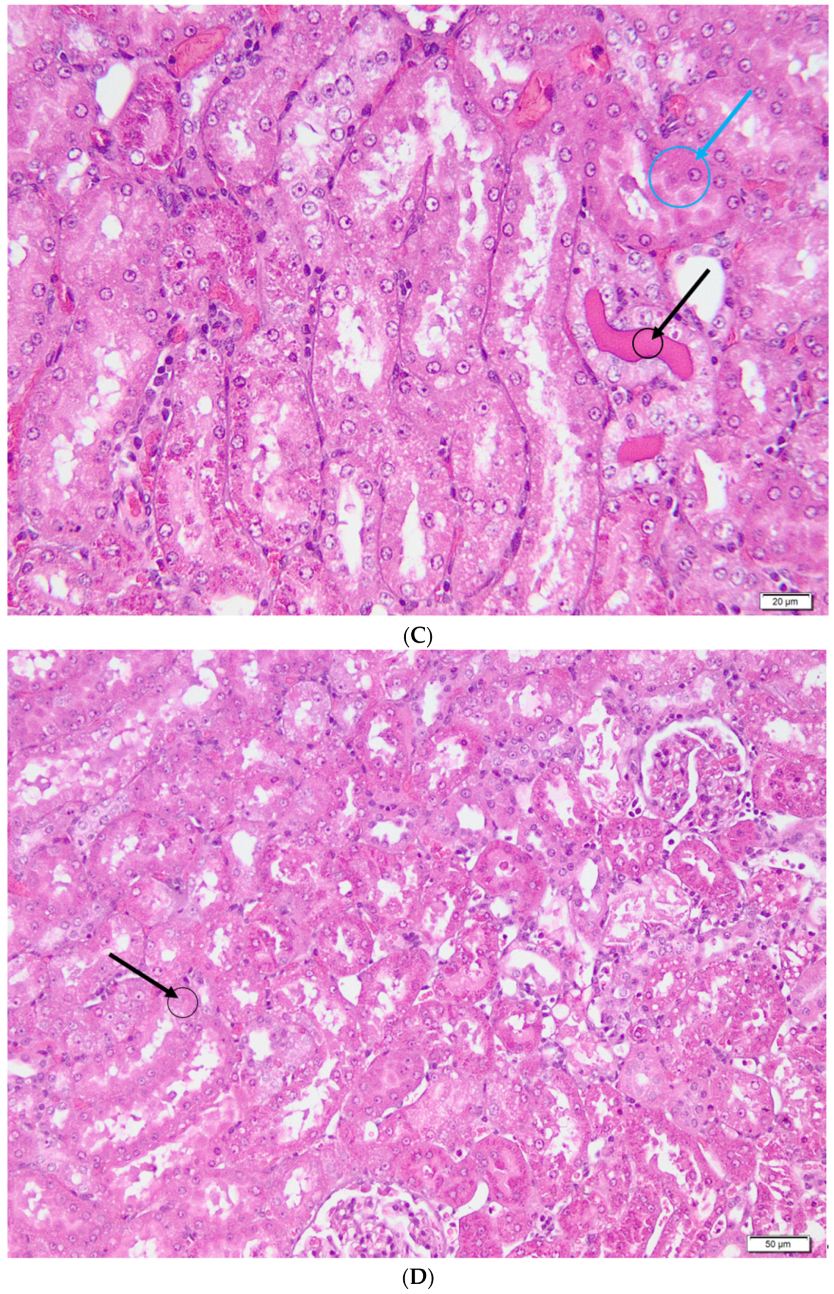 Metabolites 13 00049 g006b