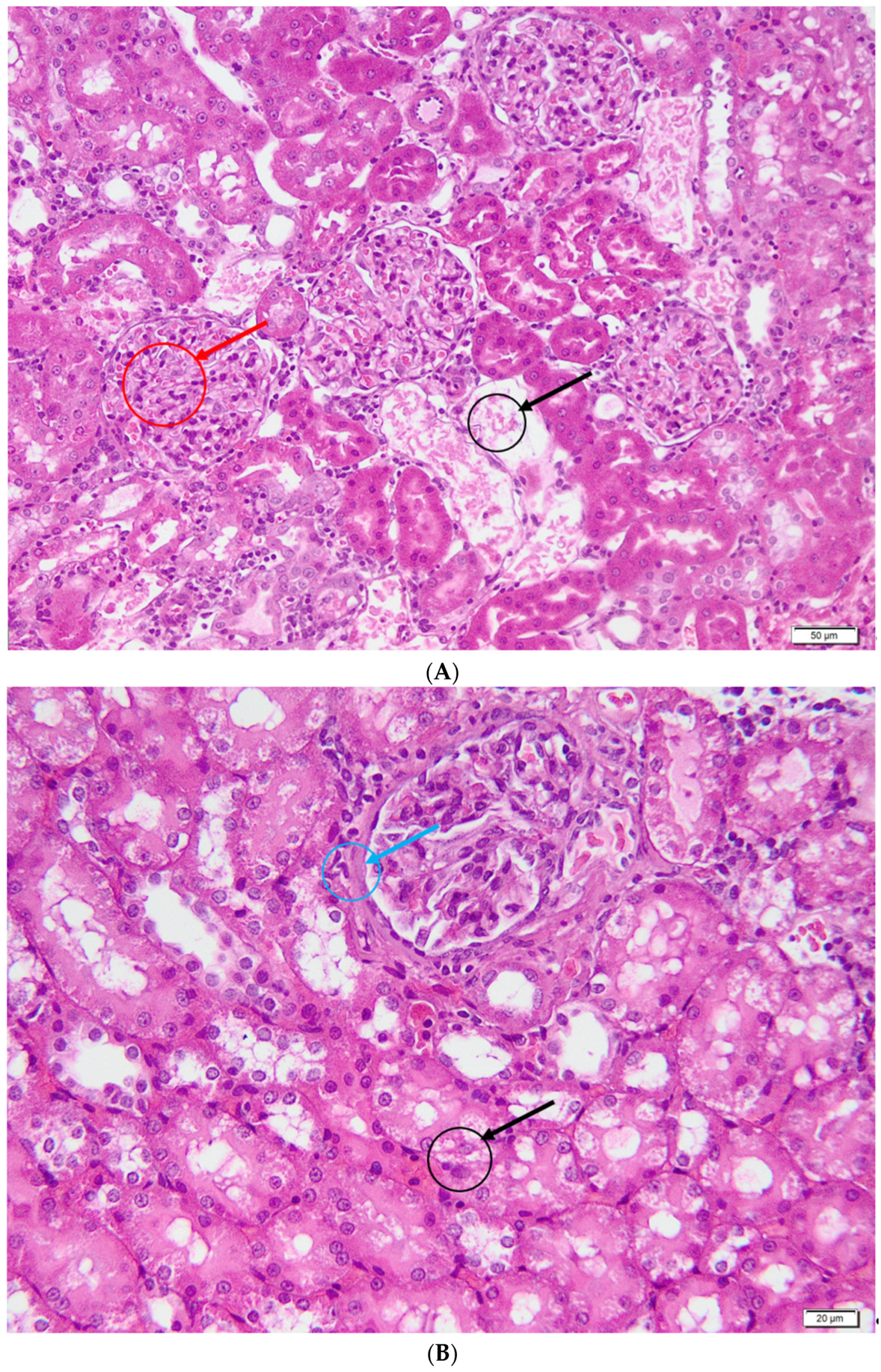 Metabolites 13 00049 g007a