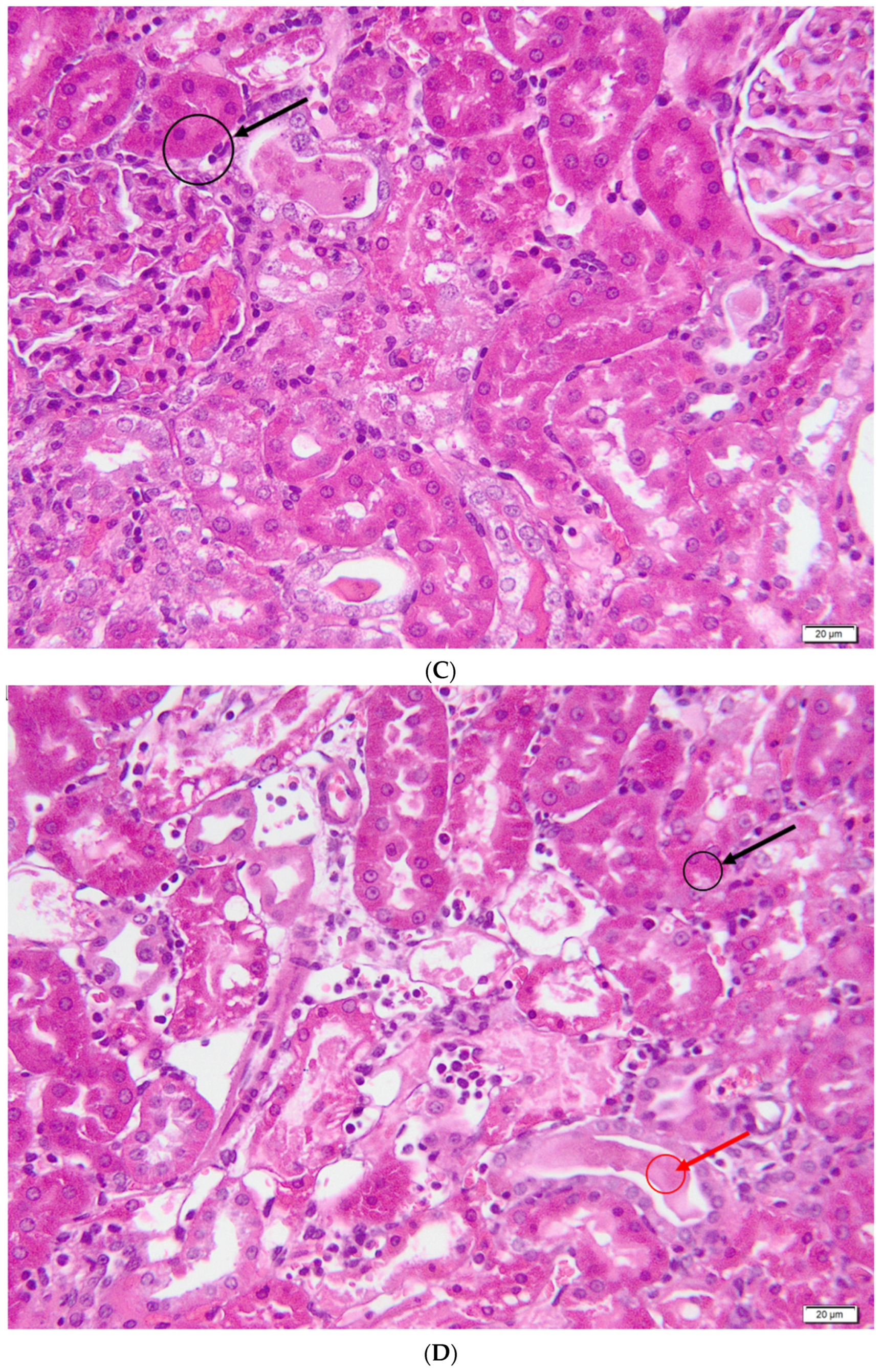 Metabolites 13 00049 g007b