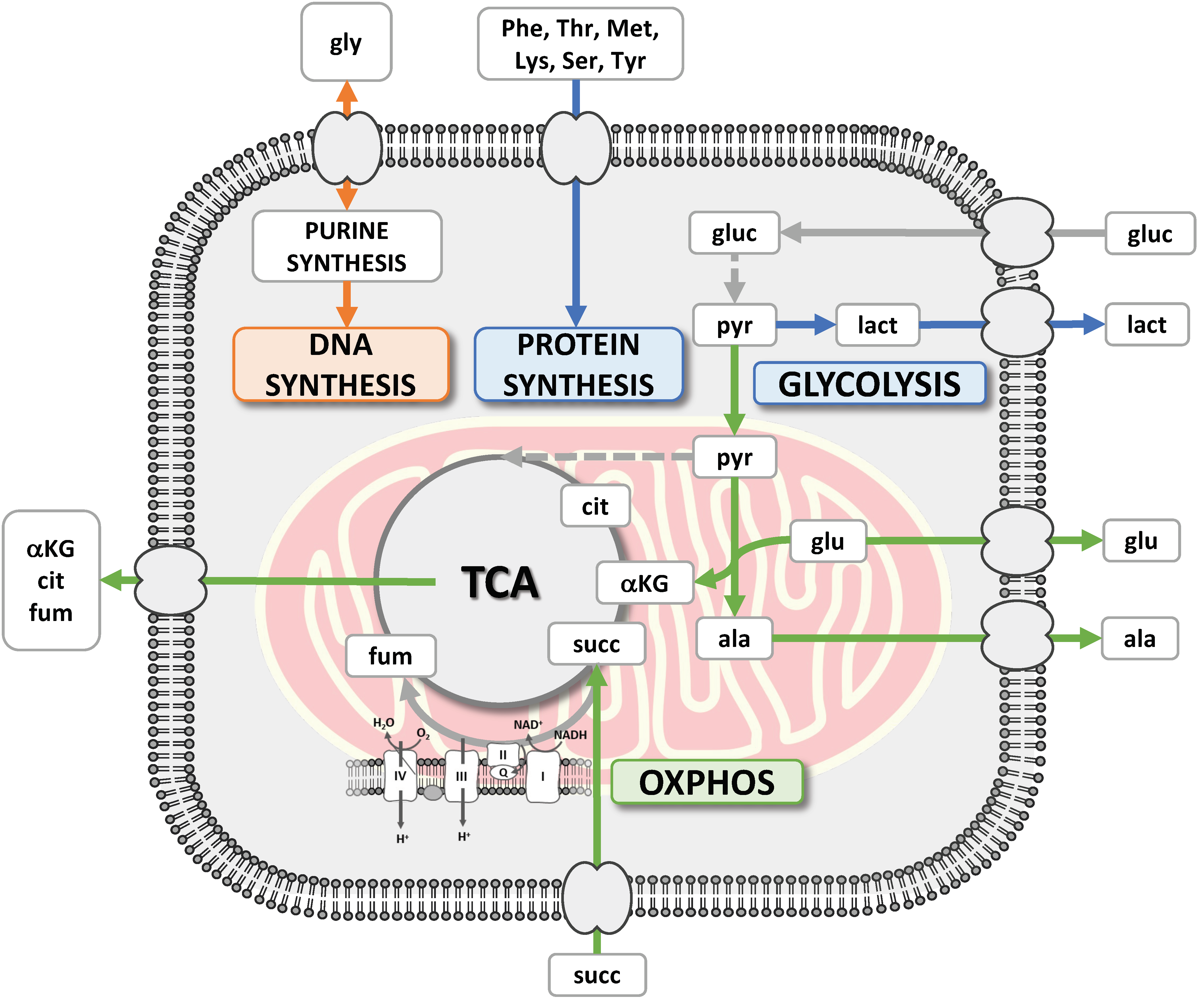 Metabolites 13 00065 g009