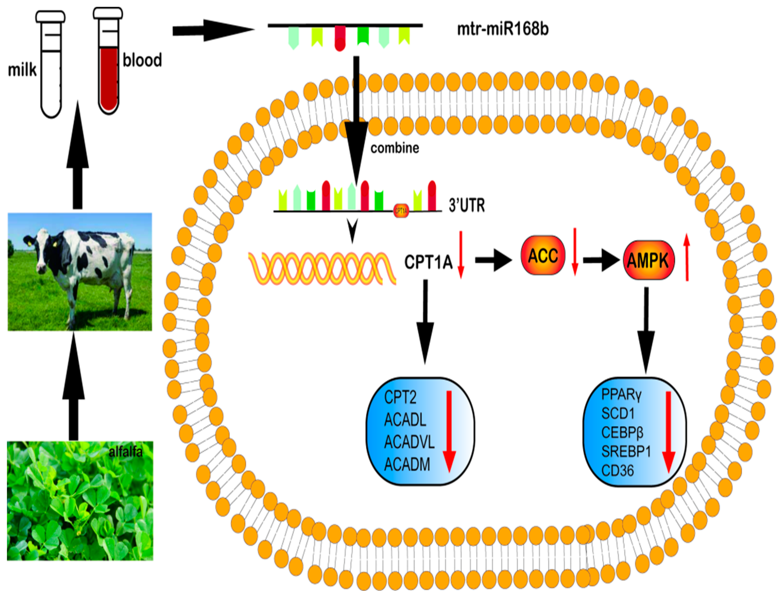 Metabolites 13 00076 g010