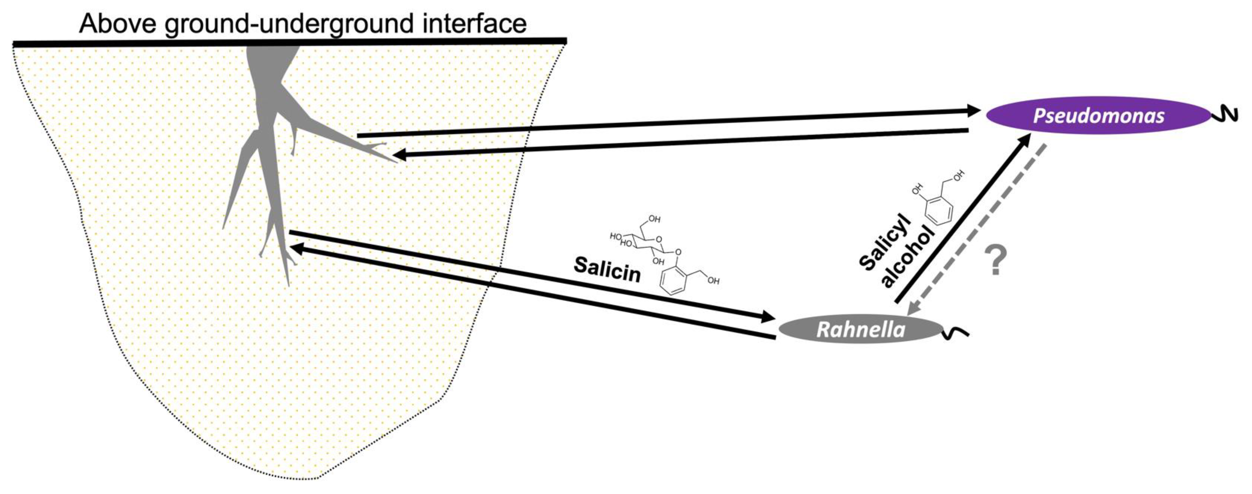 Metabolites 13 00140 g005