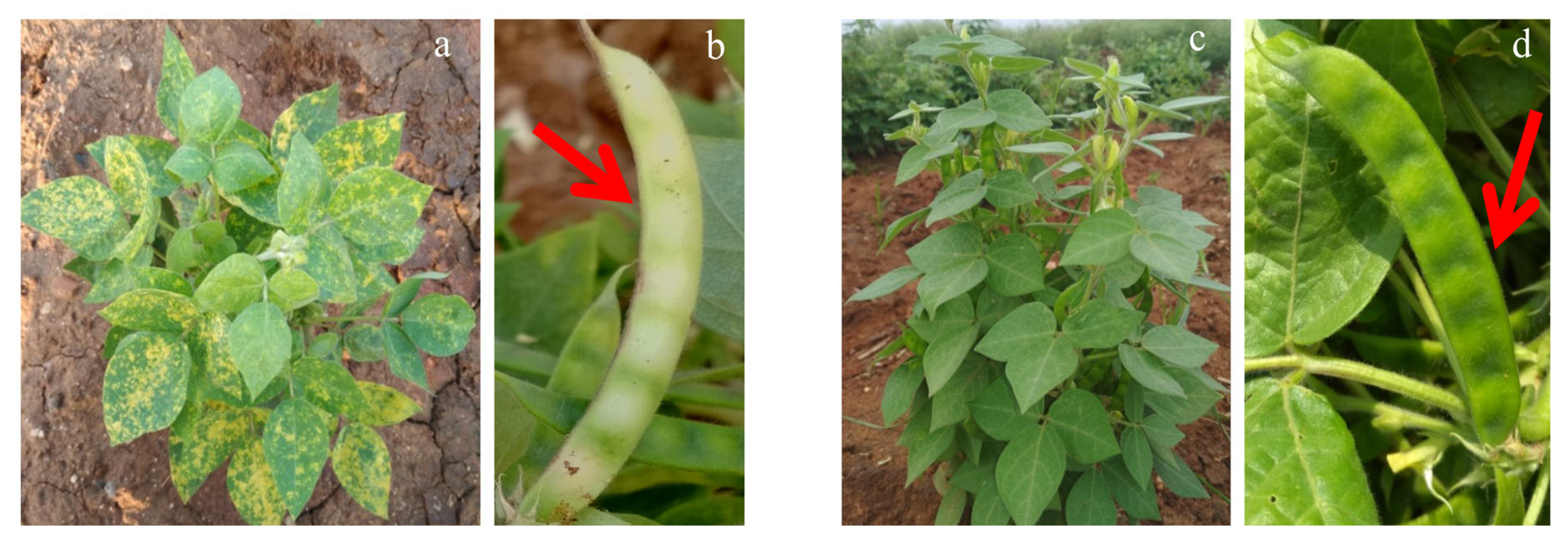 Metabolites 13 00165 g001