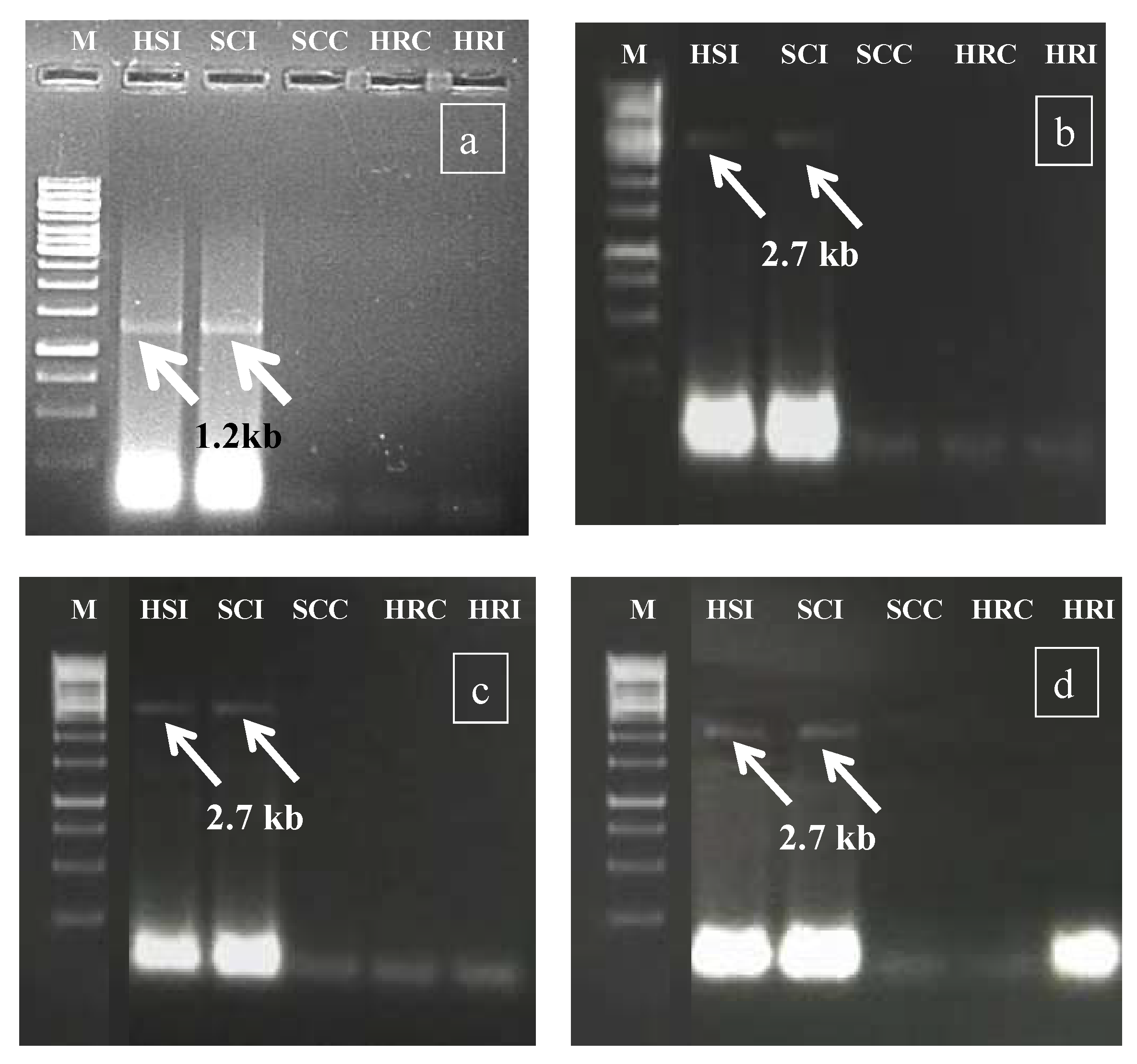 Metabolites 13 00165 g002