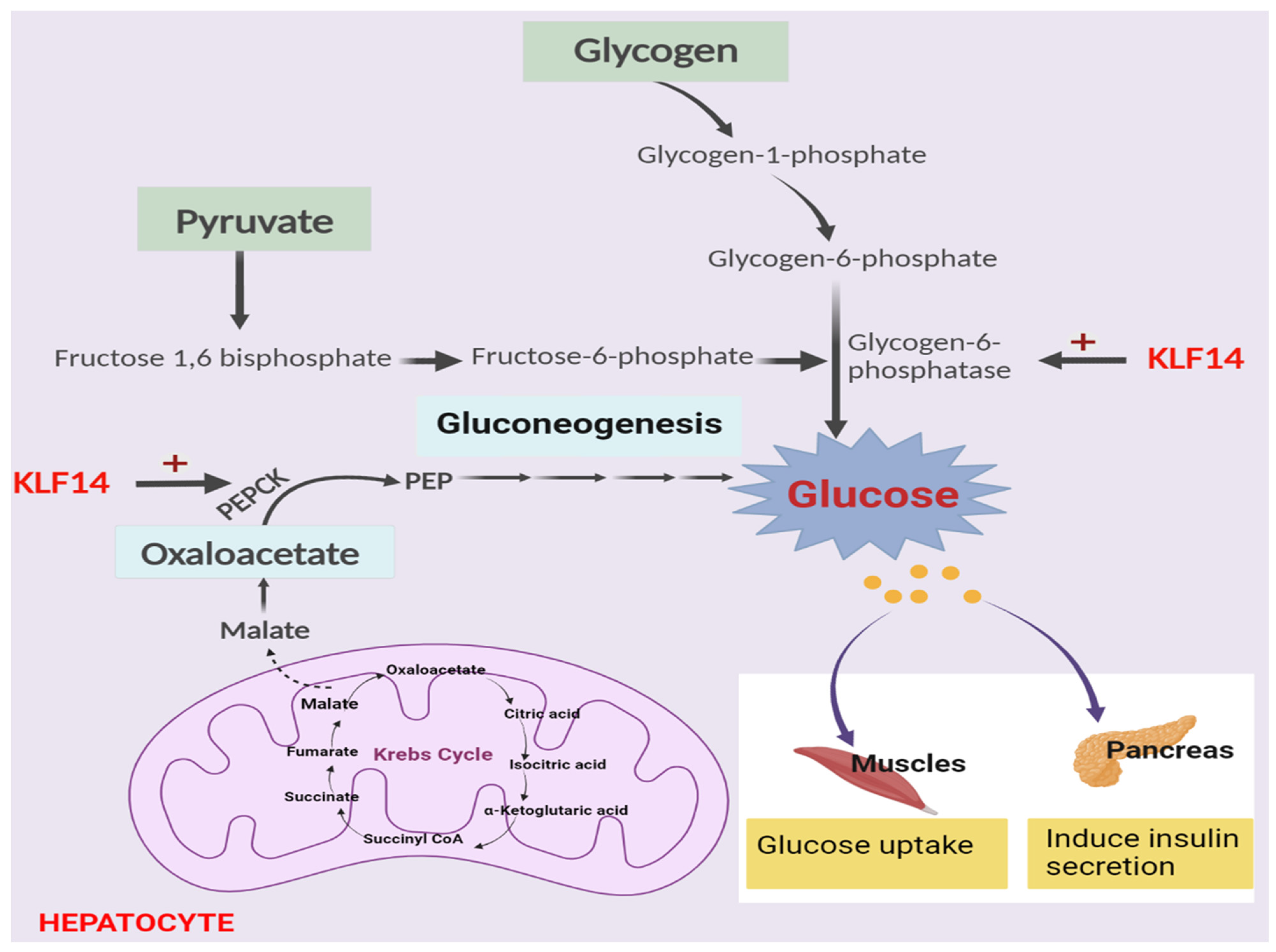 Metabolites 13 00199 g001