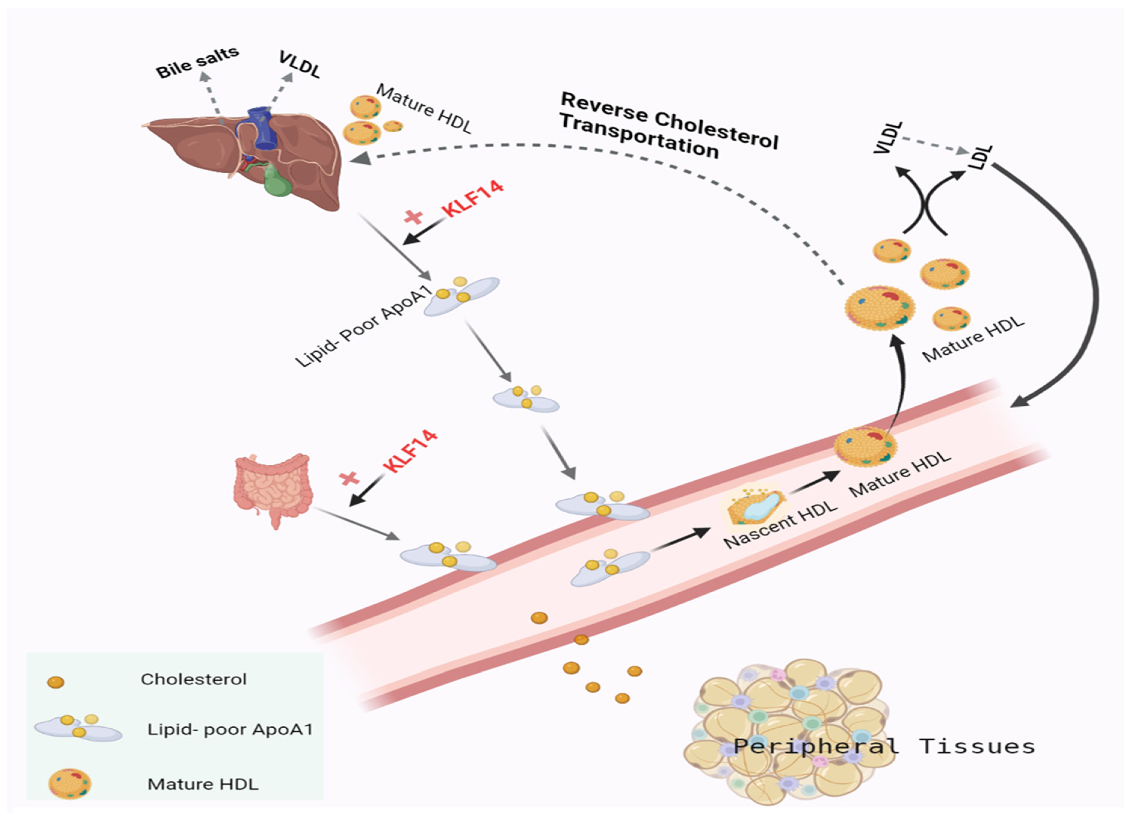Metabolites 13 00199 g002