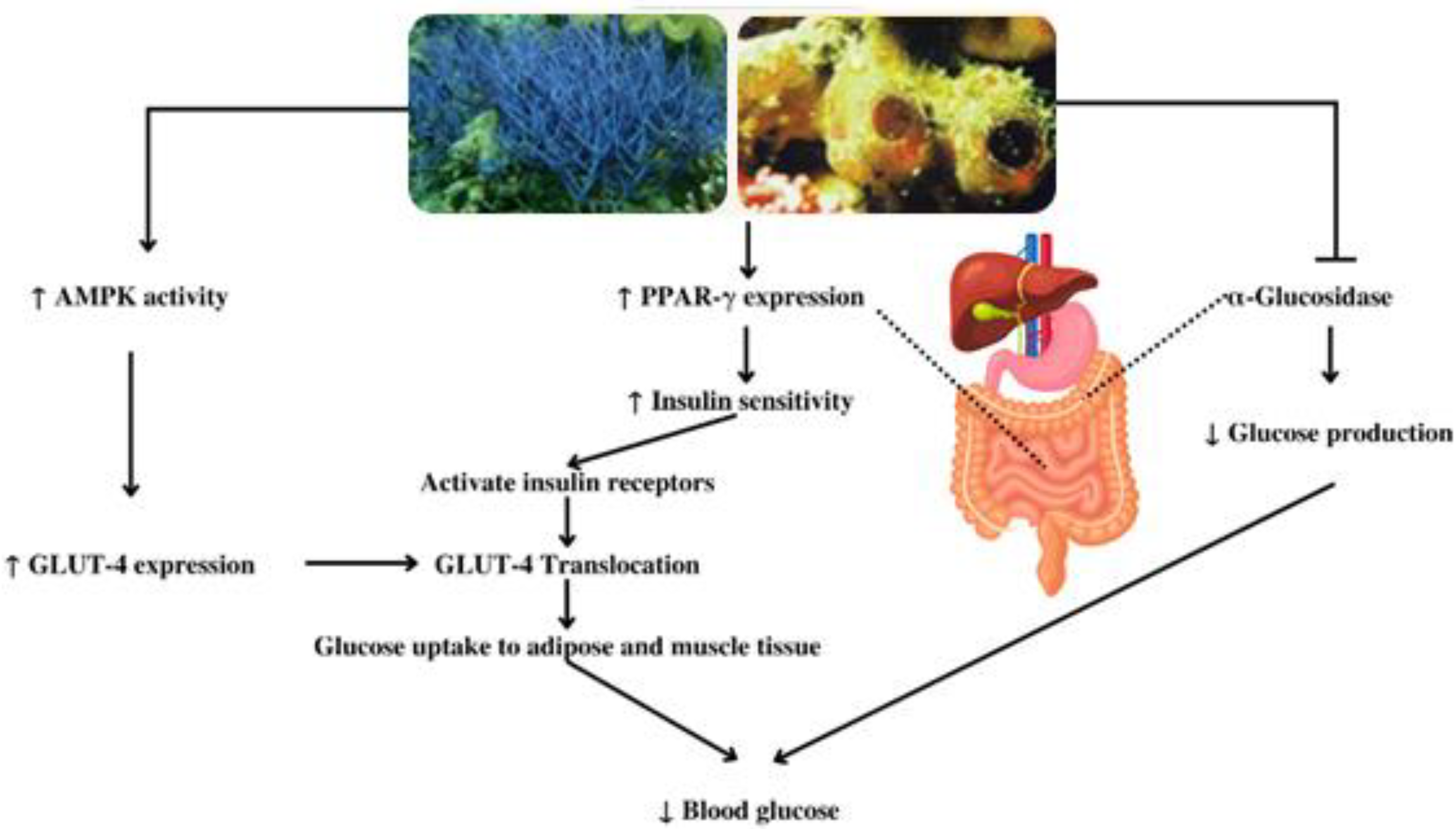 Metabolites 13 00217 g004