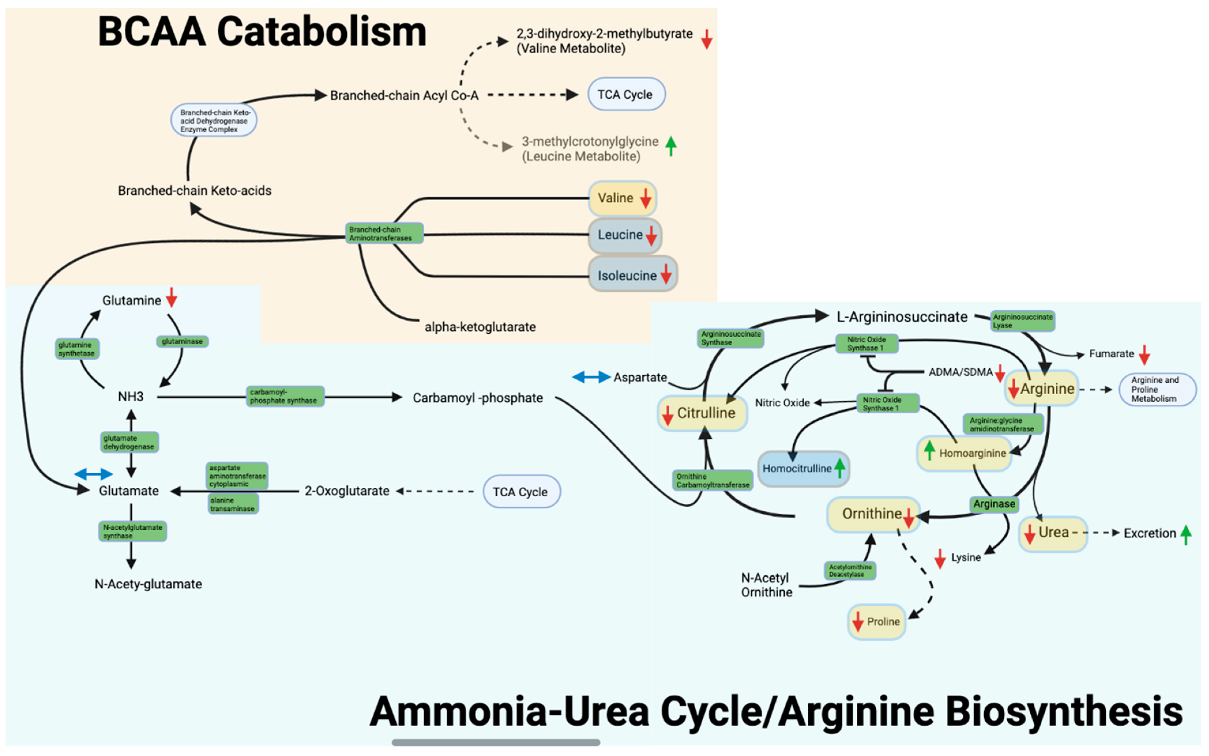 Metabolites 13 00242 g003 Metabolites 13 00242 g003