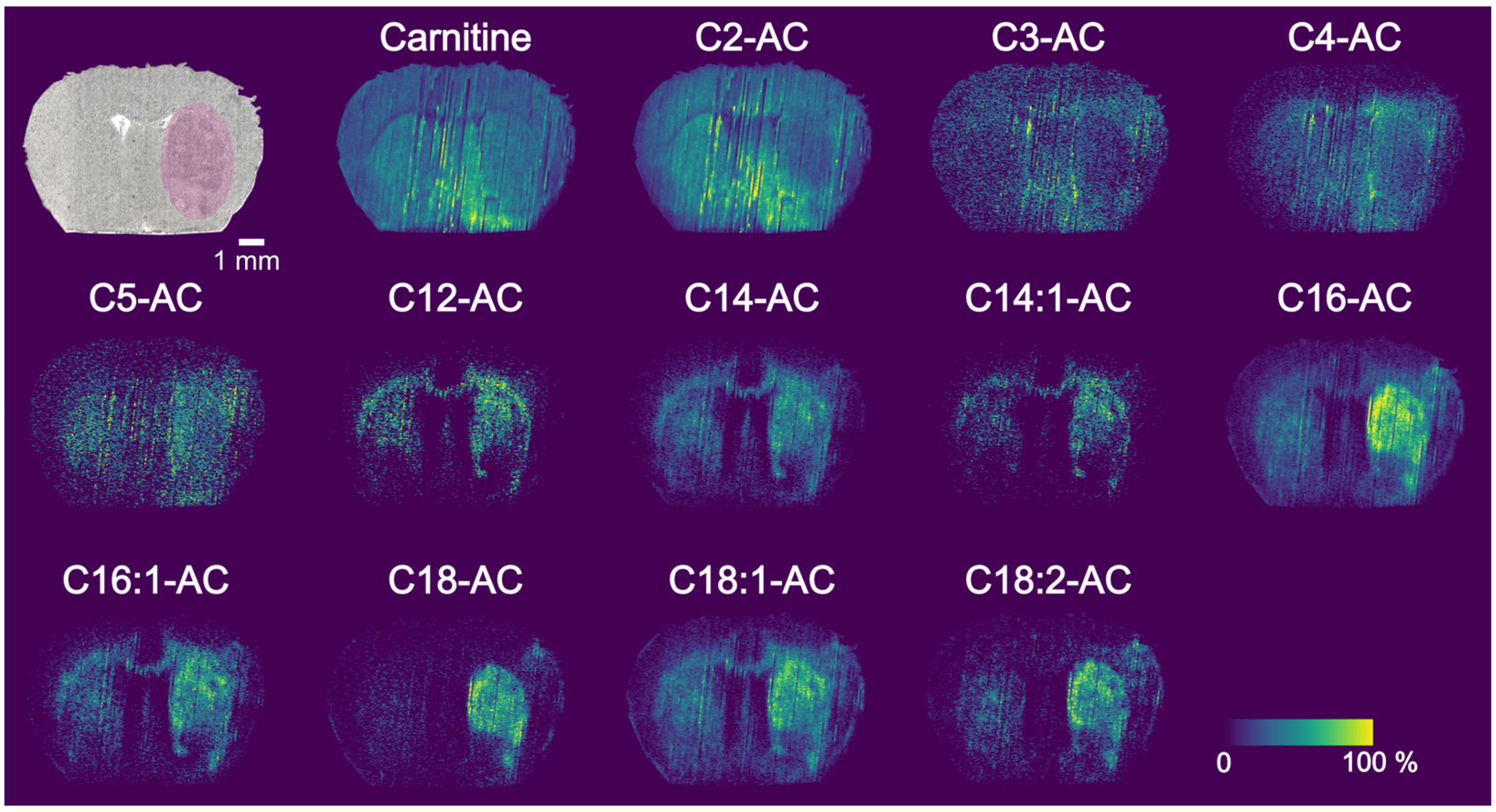 Metabolites 13 00278 g003 Metabolites 13 00278 g003