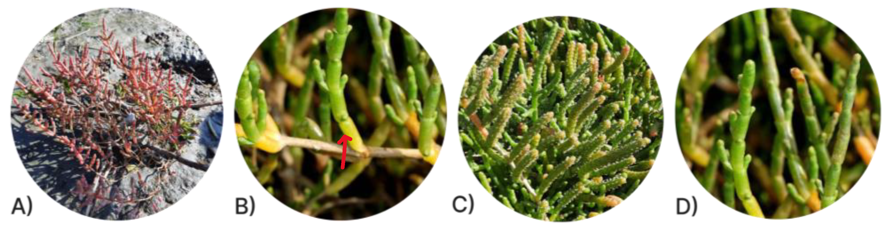 Metabolites 13 00280 g002