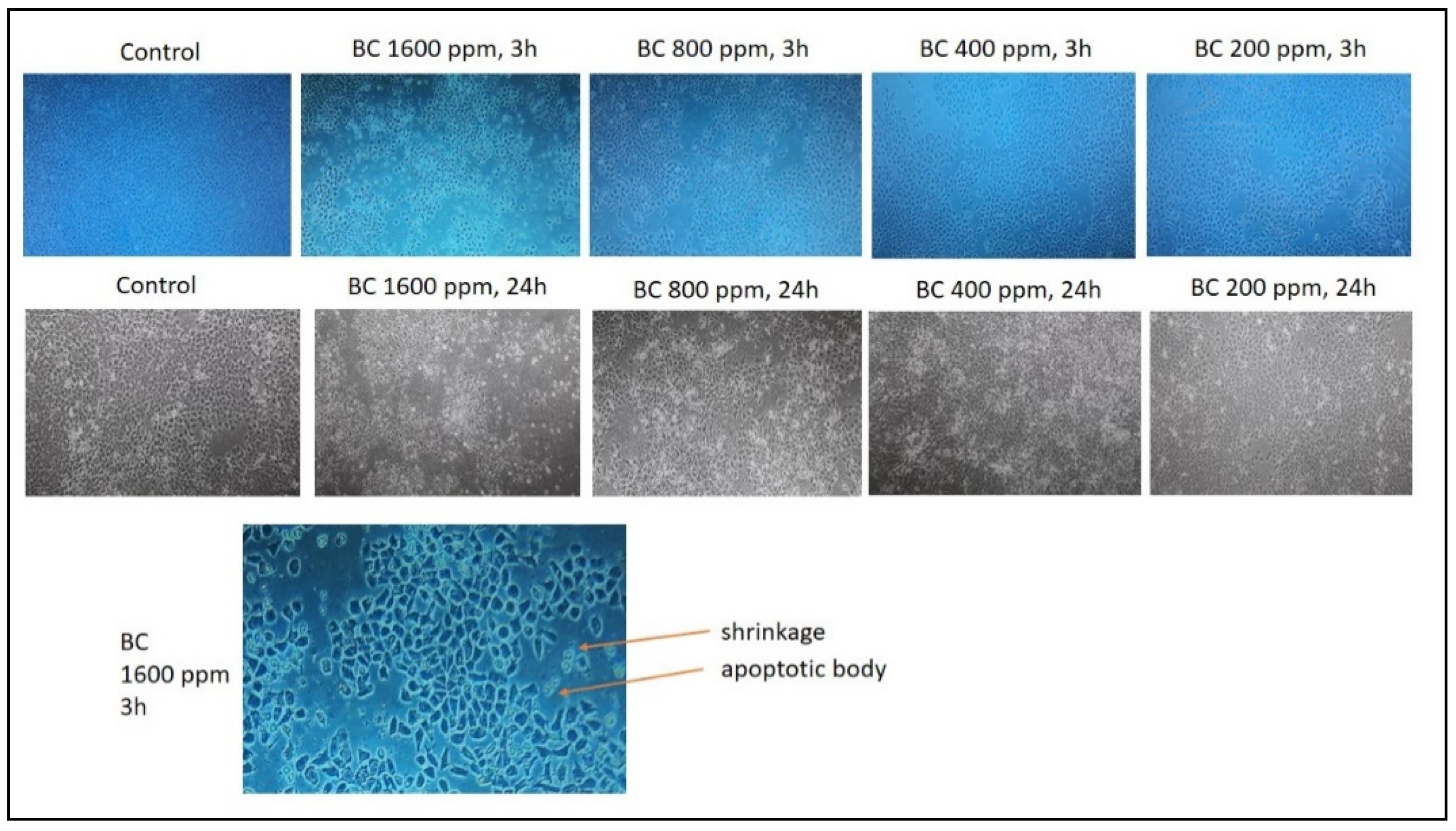 Metabolites 13 00281 g005 Metabolites 13 00281 g005
