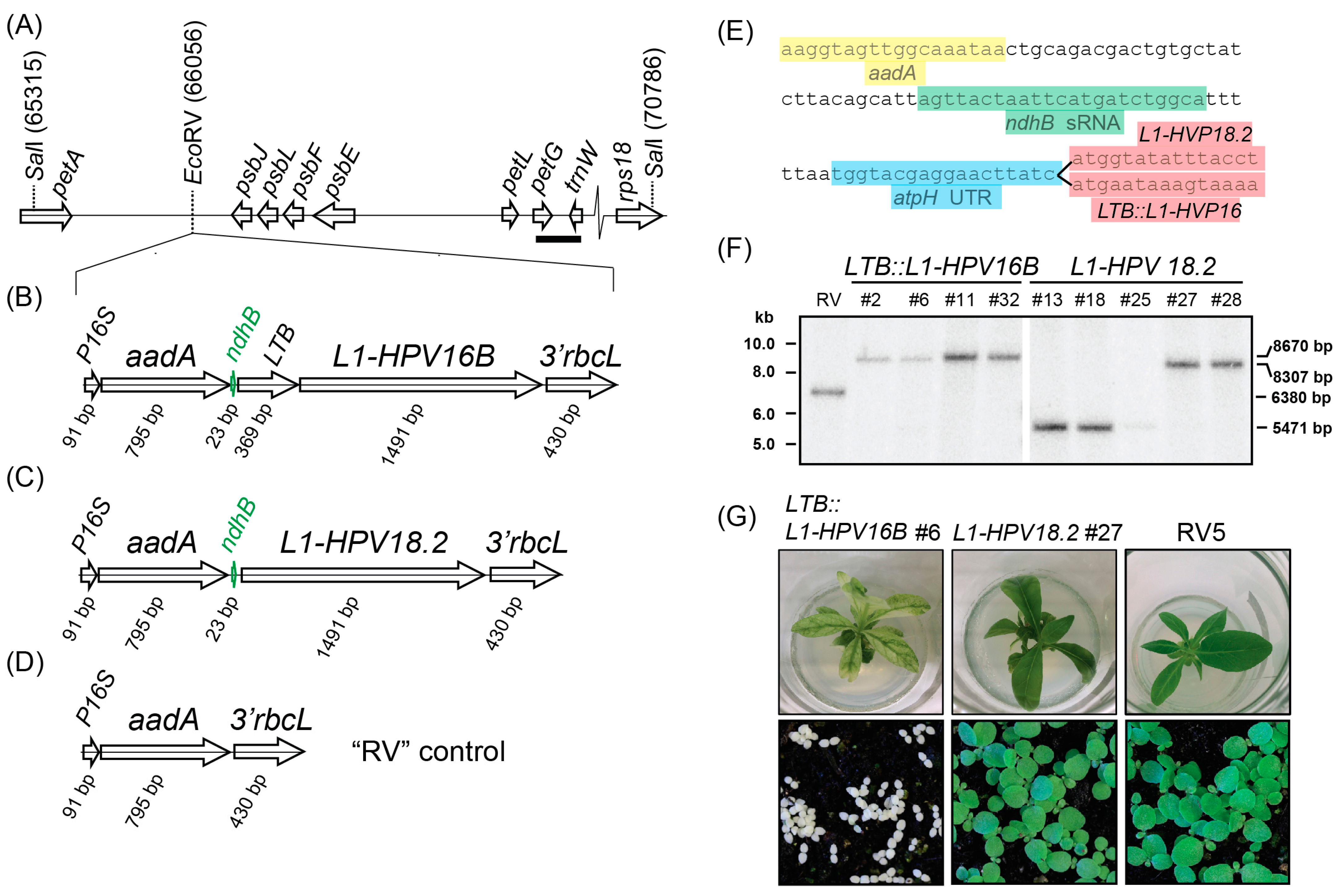 Metabolites 13 00315 g001