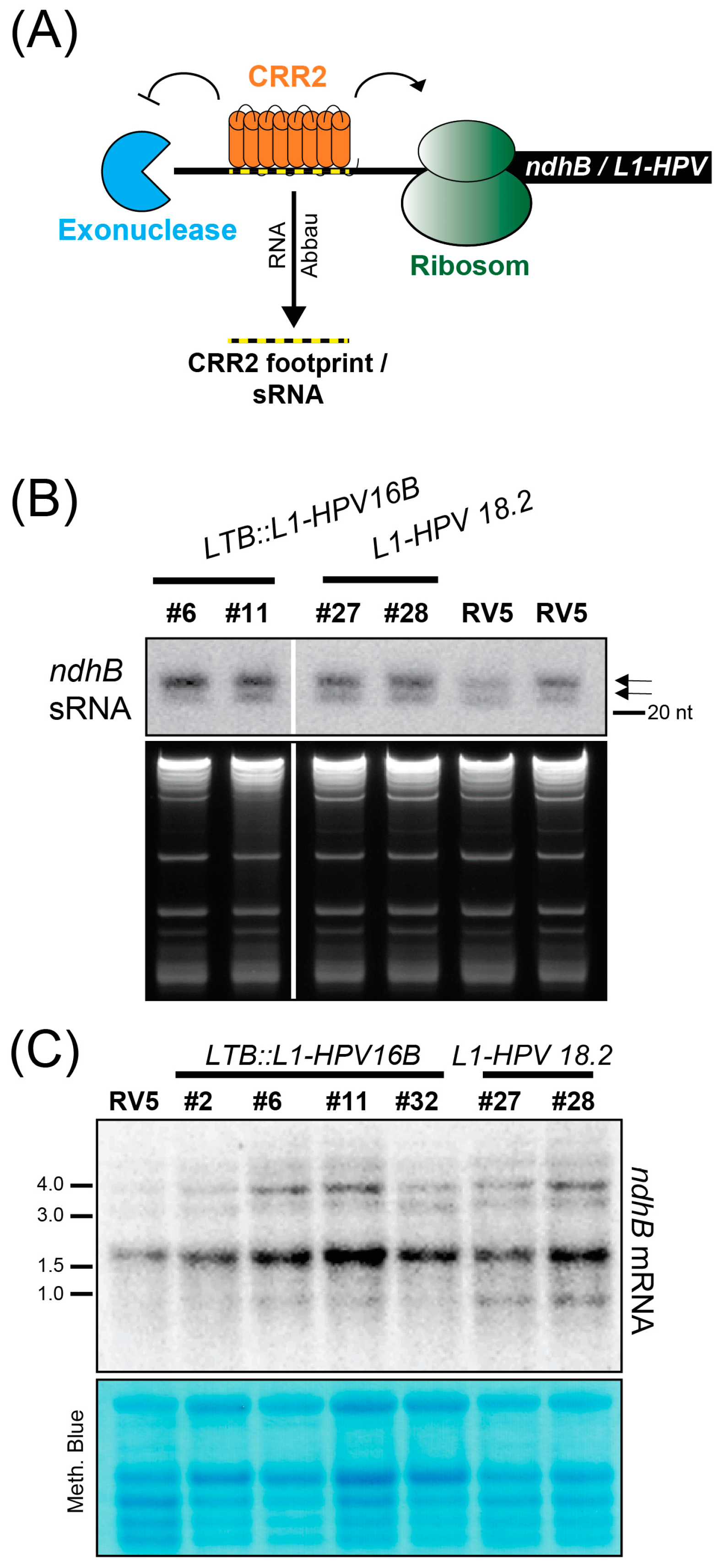 Metabolites 13 00315 g004