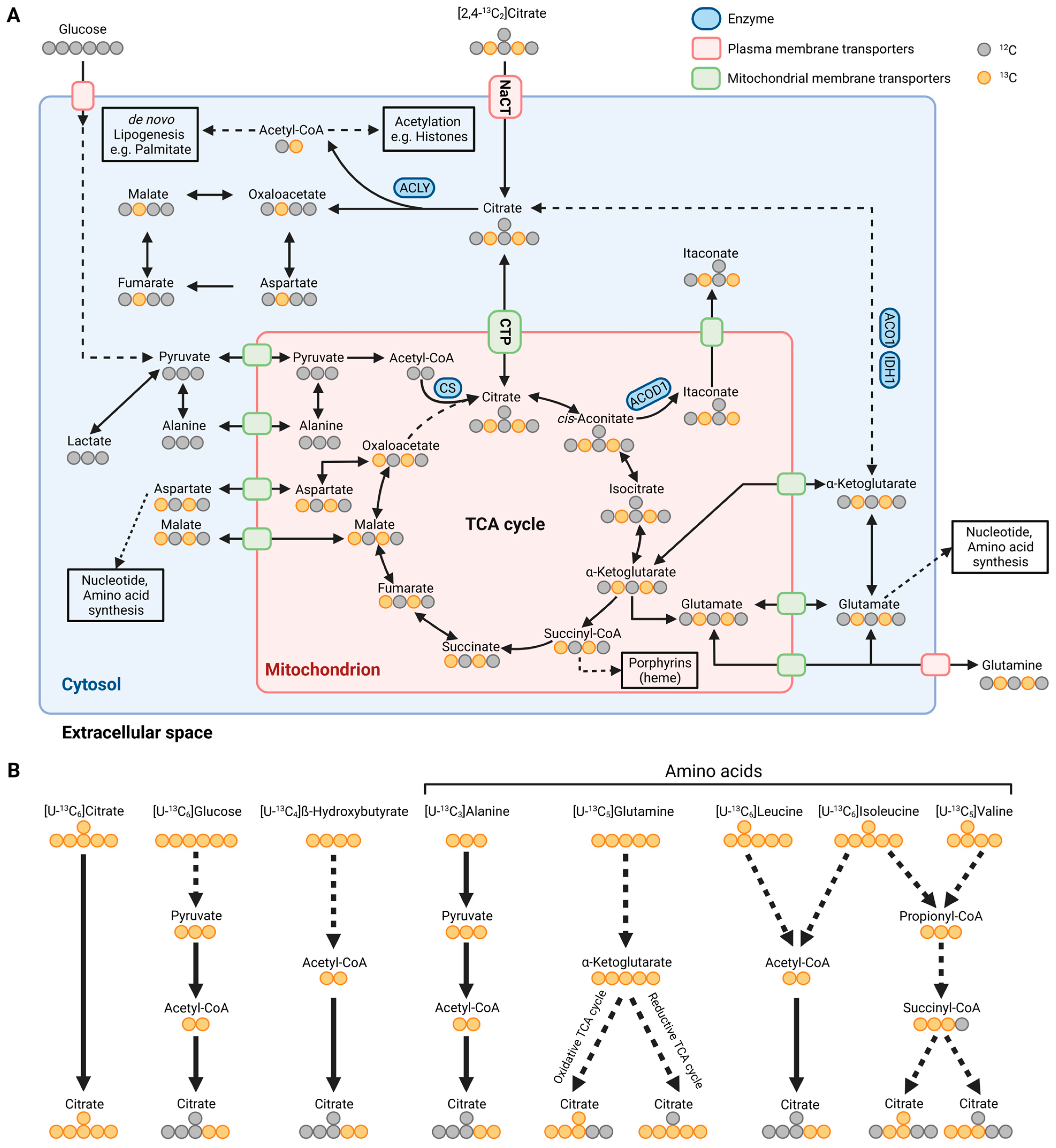 Metabolites 13 00331 g002