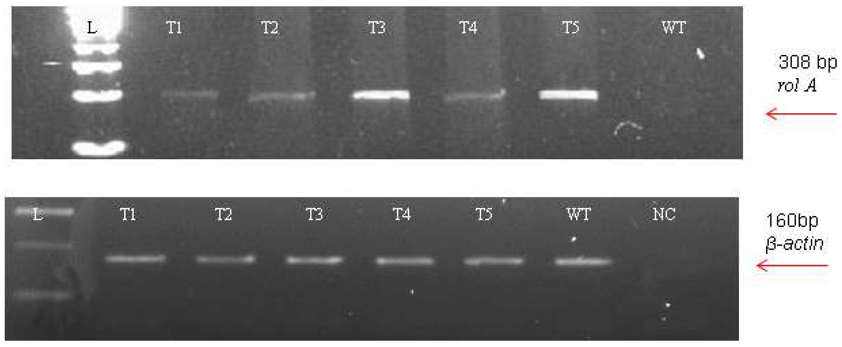 Metabolites 13 00351 g004