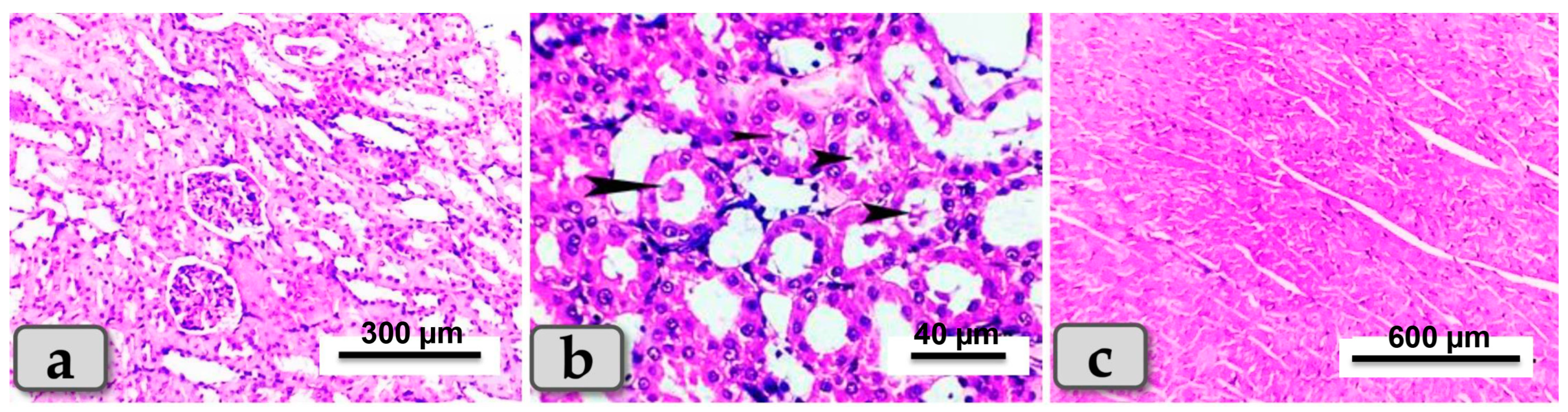 Metabolites 13 00400 g008 Metabolites 13 00400 g008