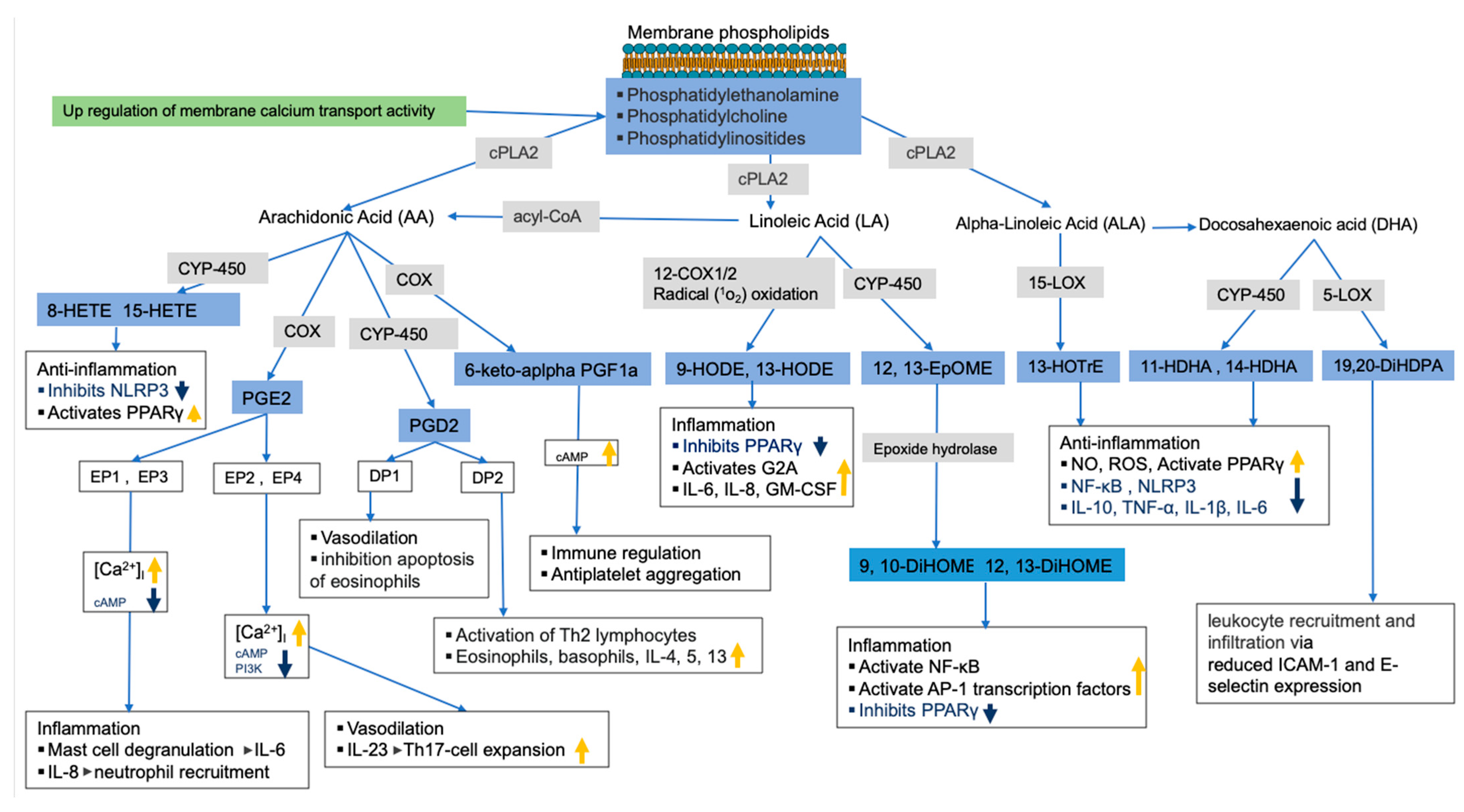 Metabolites 13 00406 g006