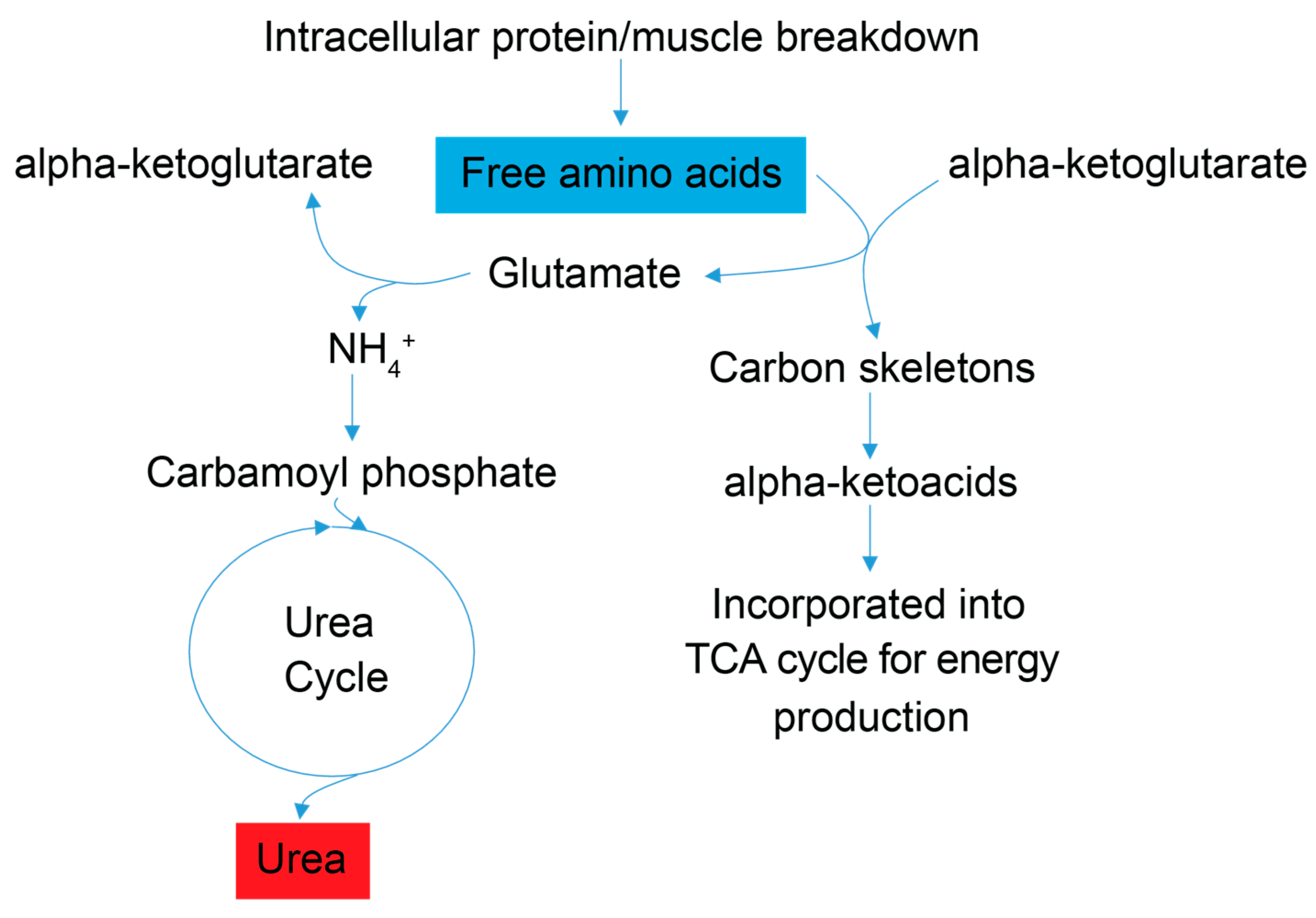 Metabolites 13 00433 g003