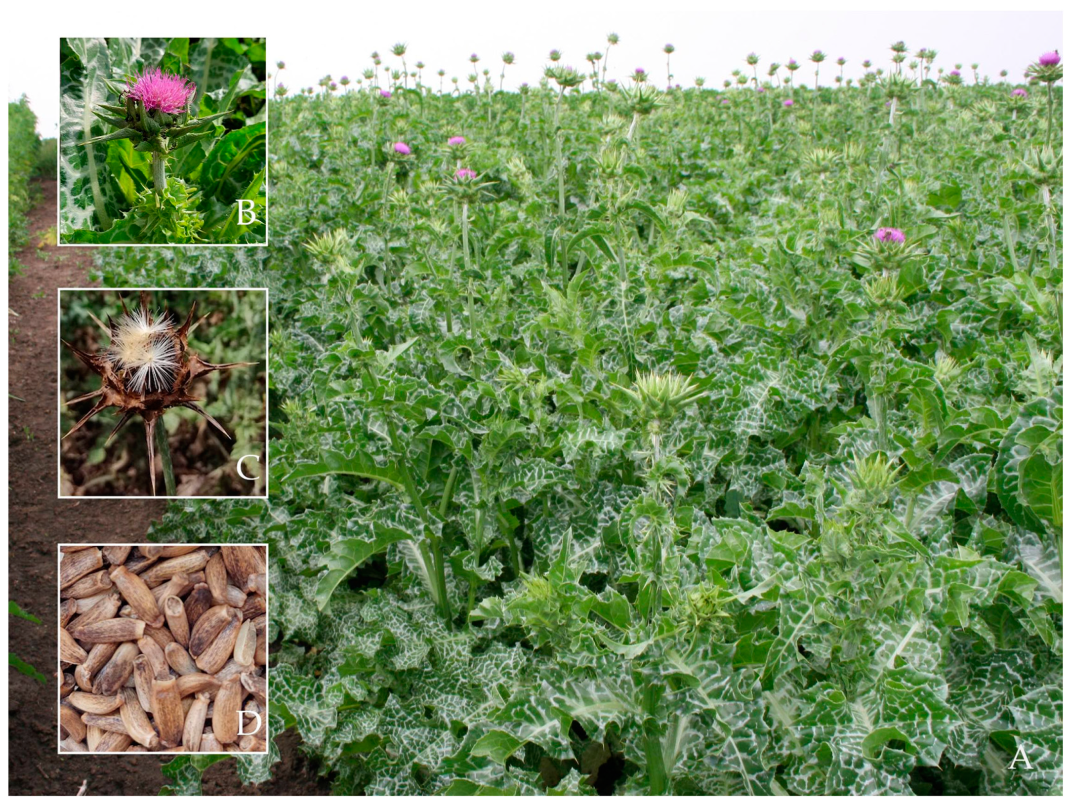 Metabolites 13 00440 g001