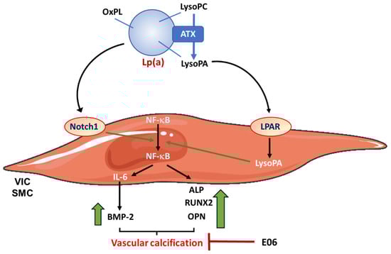 Metabolites 13 00457 g001