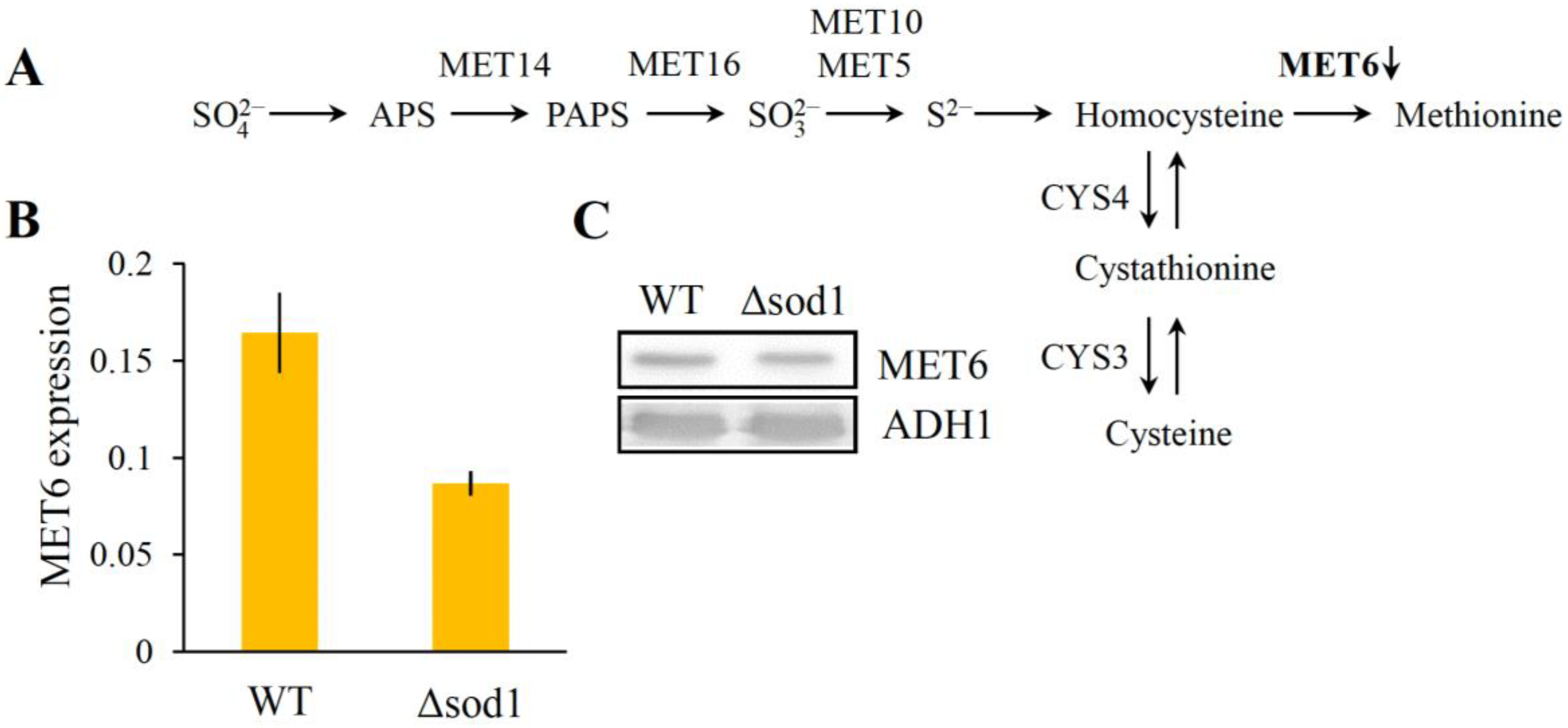 Metabolites 13 00459 g003 Metabolites 13 00459 g003
