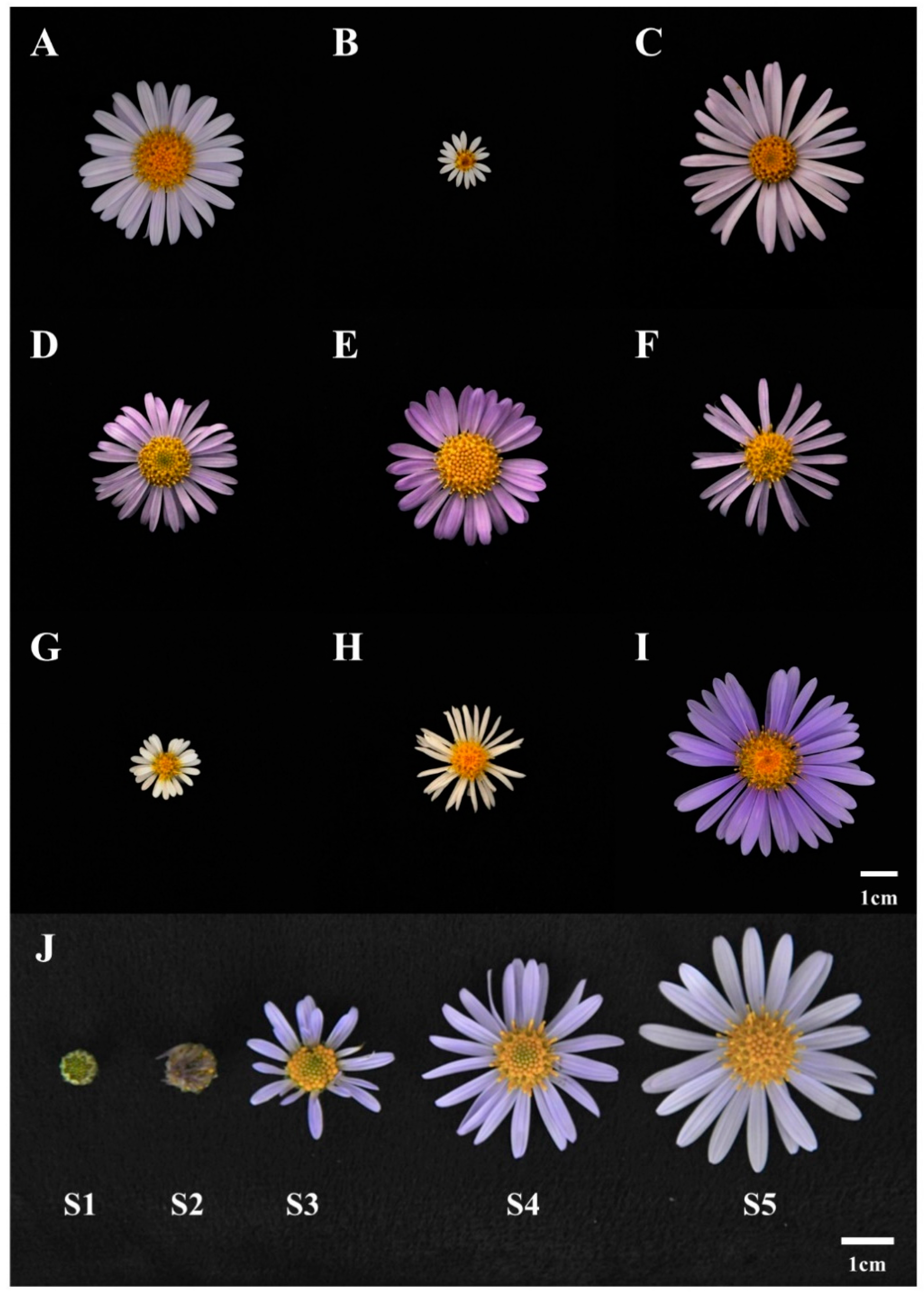 Metabolites 13 00503 g001